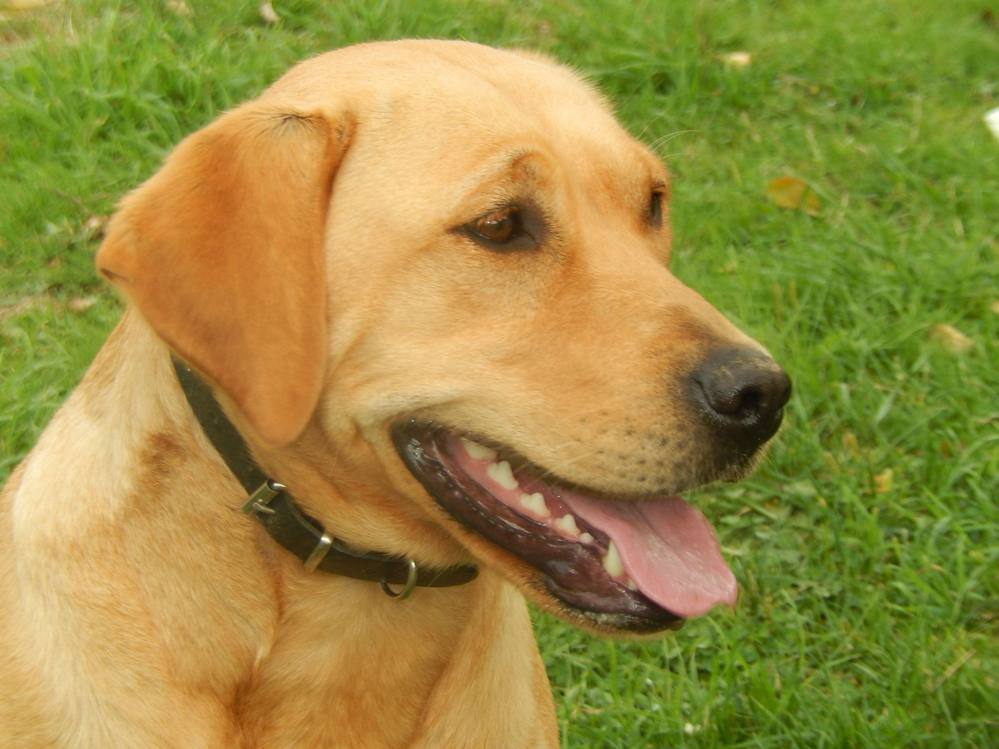 3264x2448 yellow labrador retriever free image