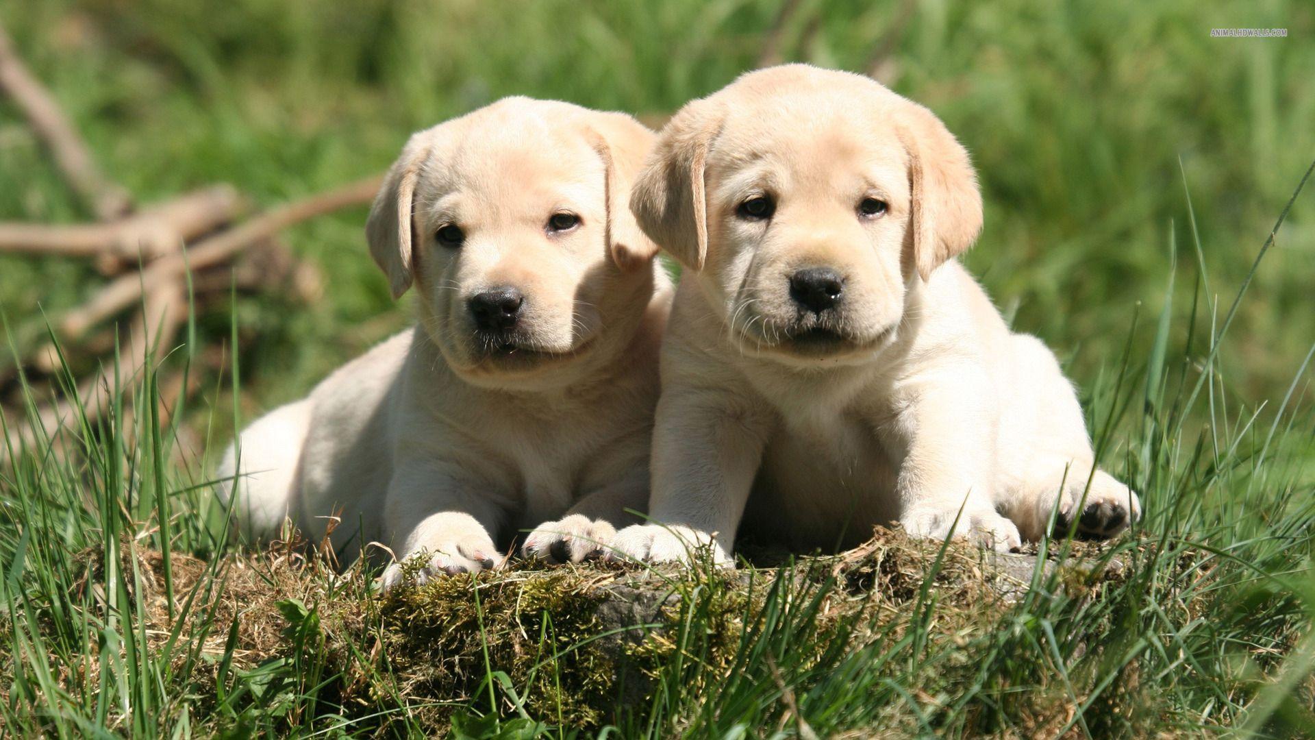 1920x1080 Lab Puppy Wallpaper