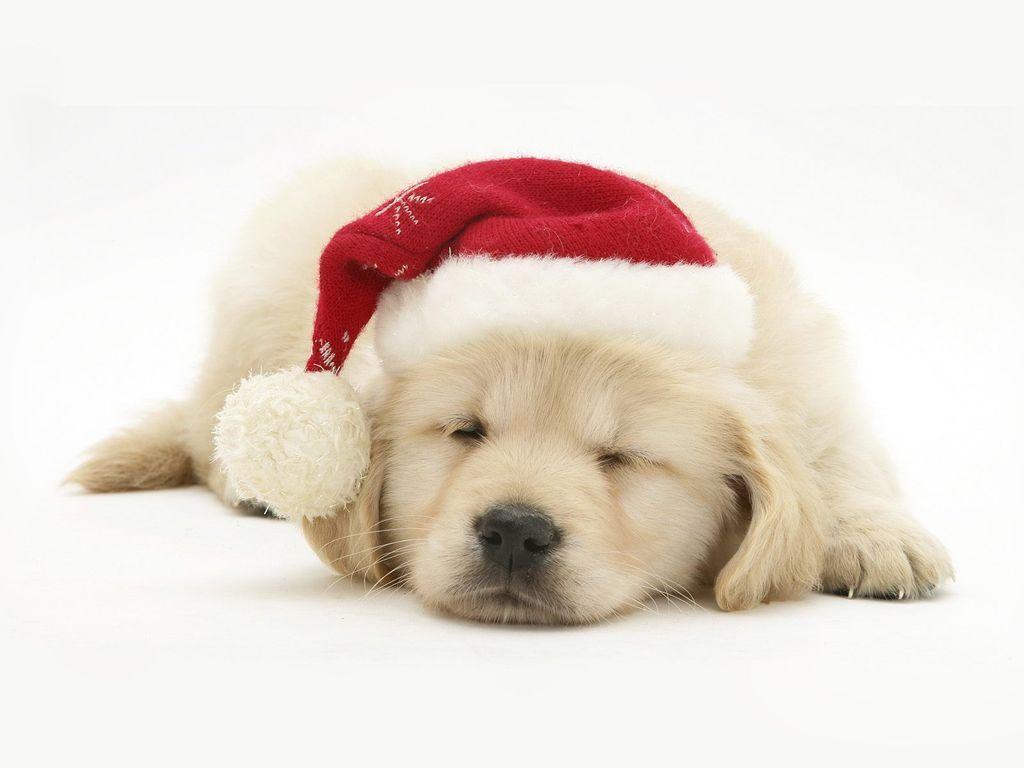 1024x768 Yellow Lab Christmas Wallpaper