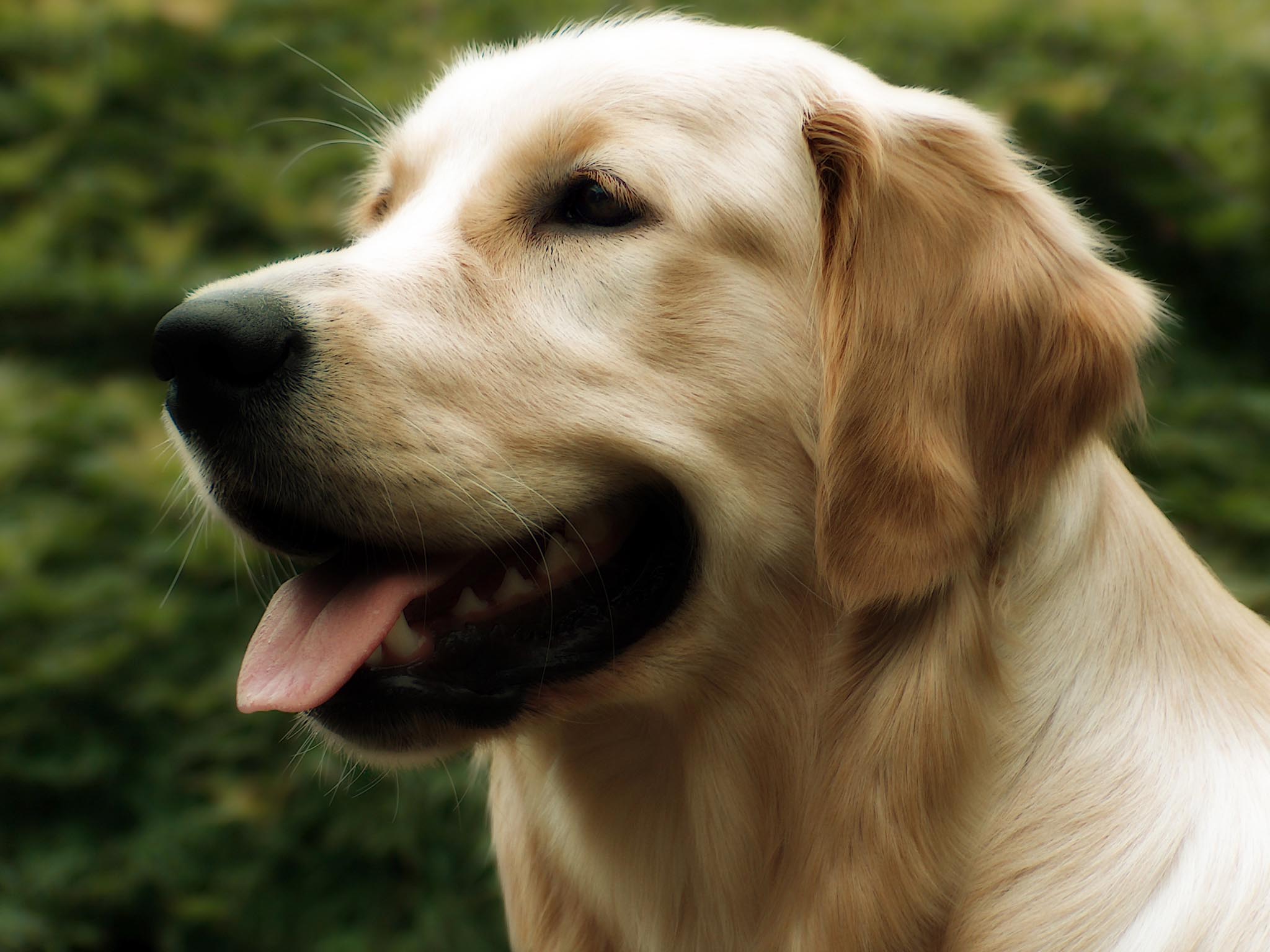 2048x1536 Yellow Labrador Wallpaper. Labrador Puppy Wallpaper, Labrador Retriever Wallpaper and Labrador Wallpaper