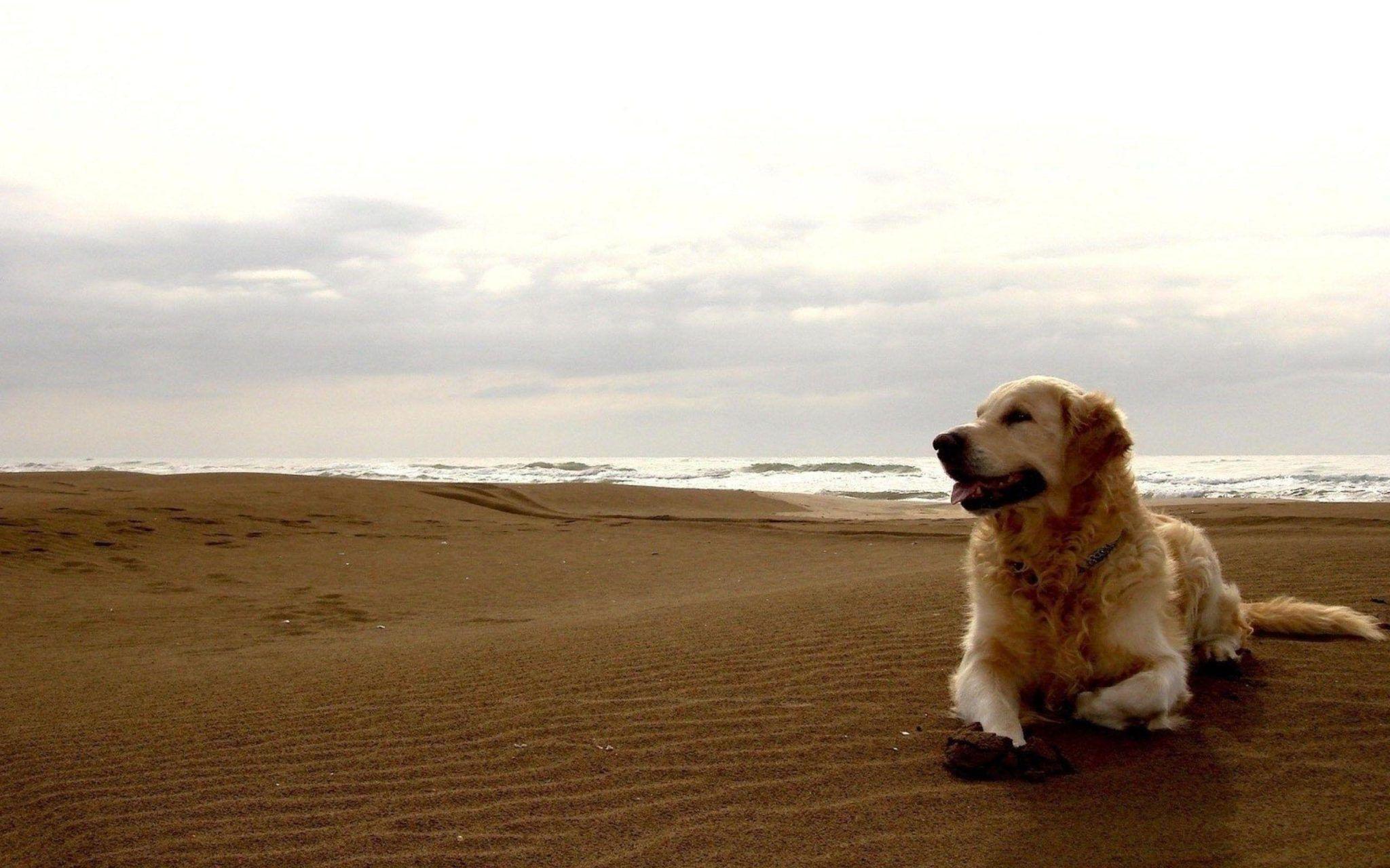 2048x1280 contoh soal hukum dasar kimia: Labrador 1080p Dog Image HD