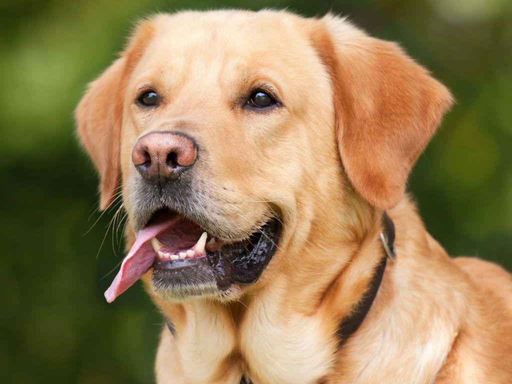 1024x768 Golden Labrador Wallpaper