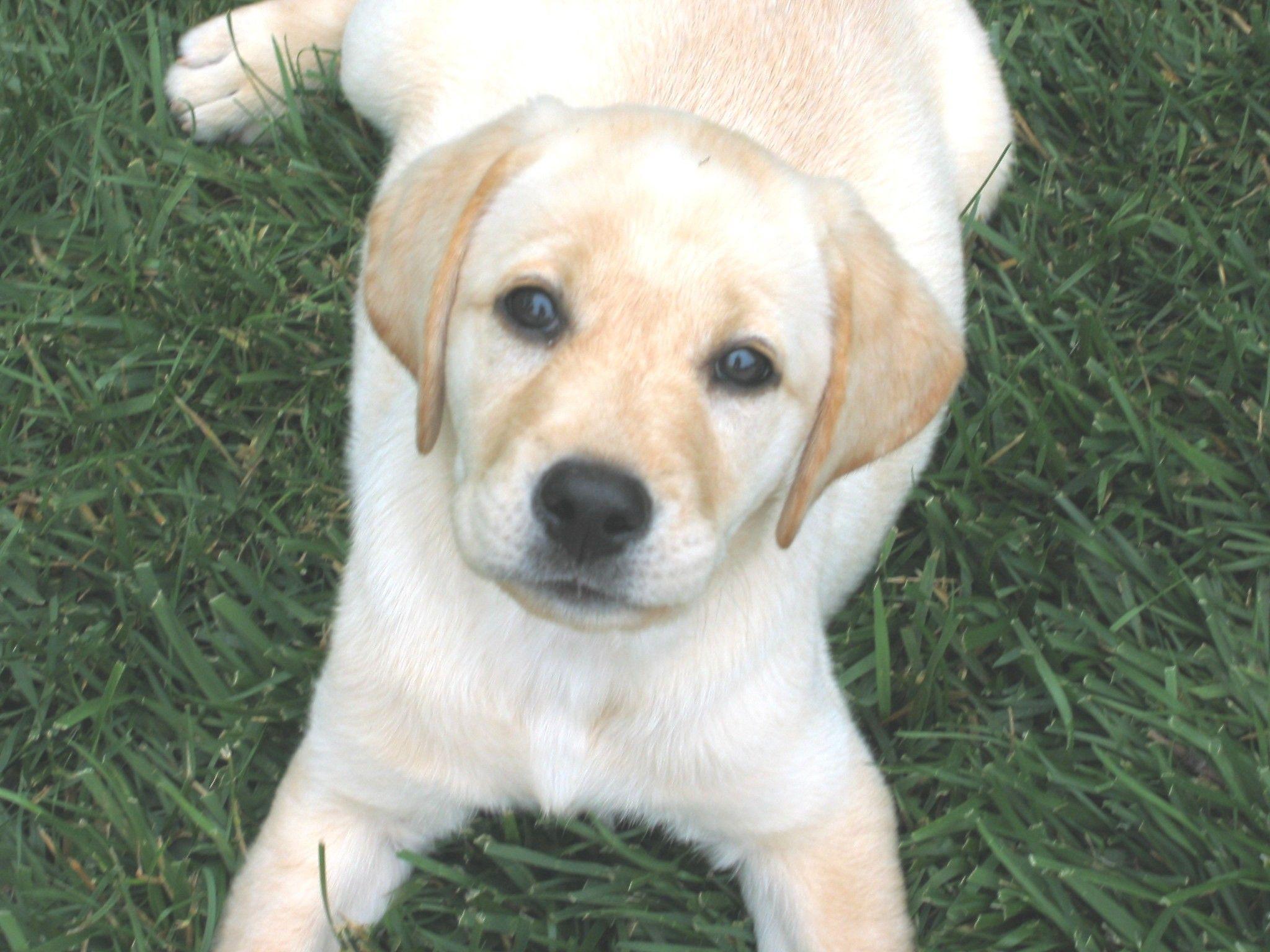 2048x1536 Yellow Lab Puppy Wallpaper On Labrador With White Spots HD Wallpaper