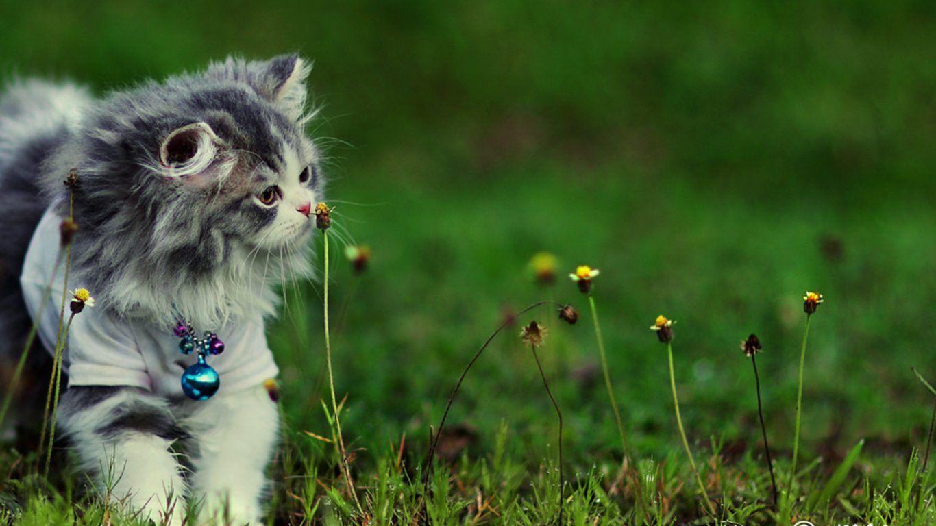 1366x768 Flower Flowers Sweet Kitty Pup Cat Grass Cute Dog Friends Puppy. HD