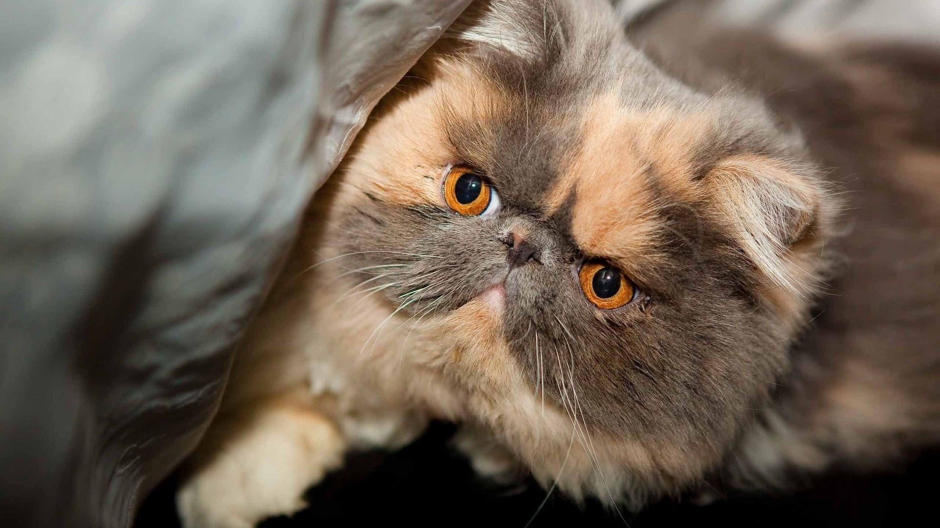 Persian Cat Wallpapers - Top Free Persian Cat Backgrounds - WallpaperAccess