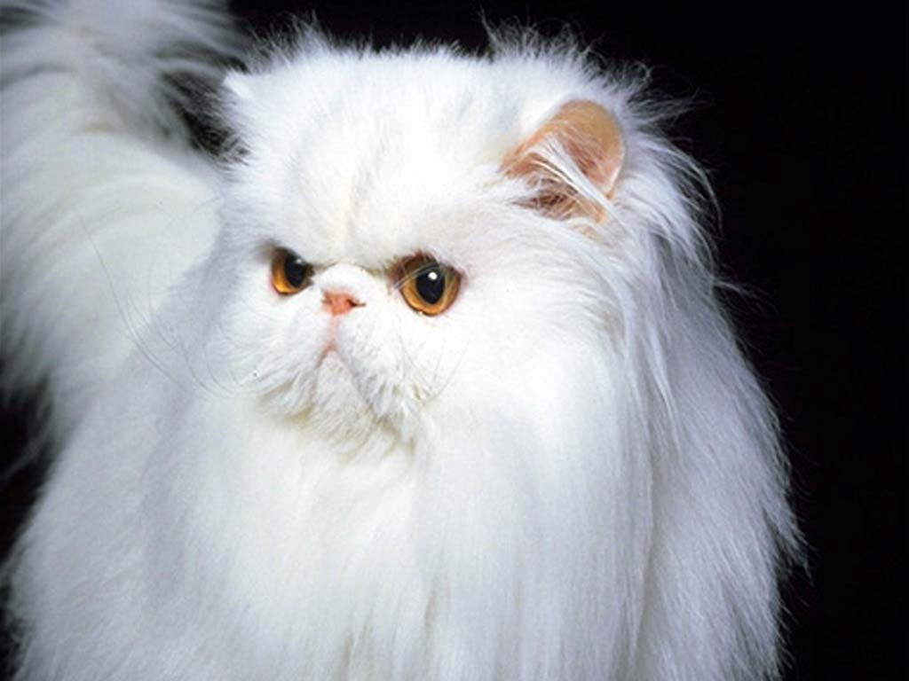 1024x768 Bonny Persian cat photo and wallpaper. Beautiful Bonny Persian cat