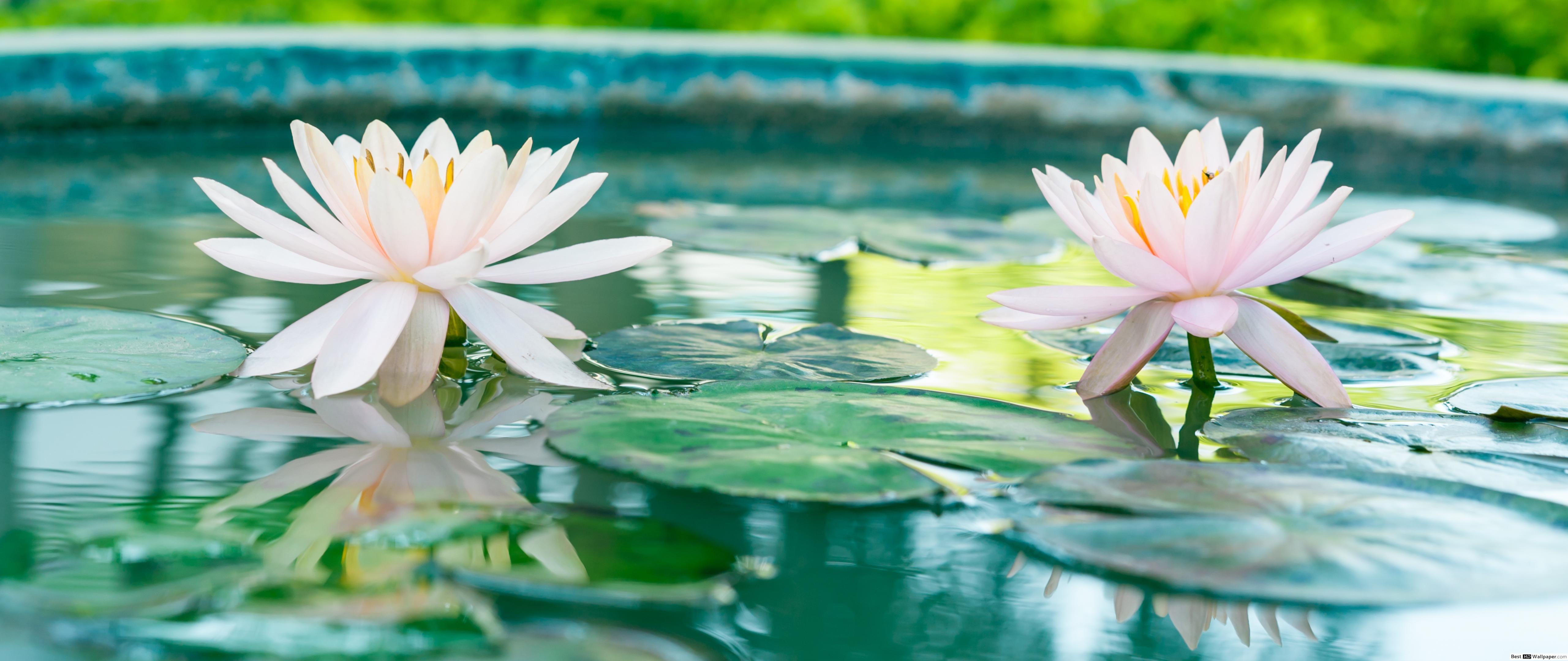 5120x2160 Lotus in pond HD wallpaper download