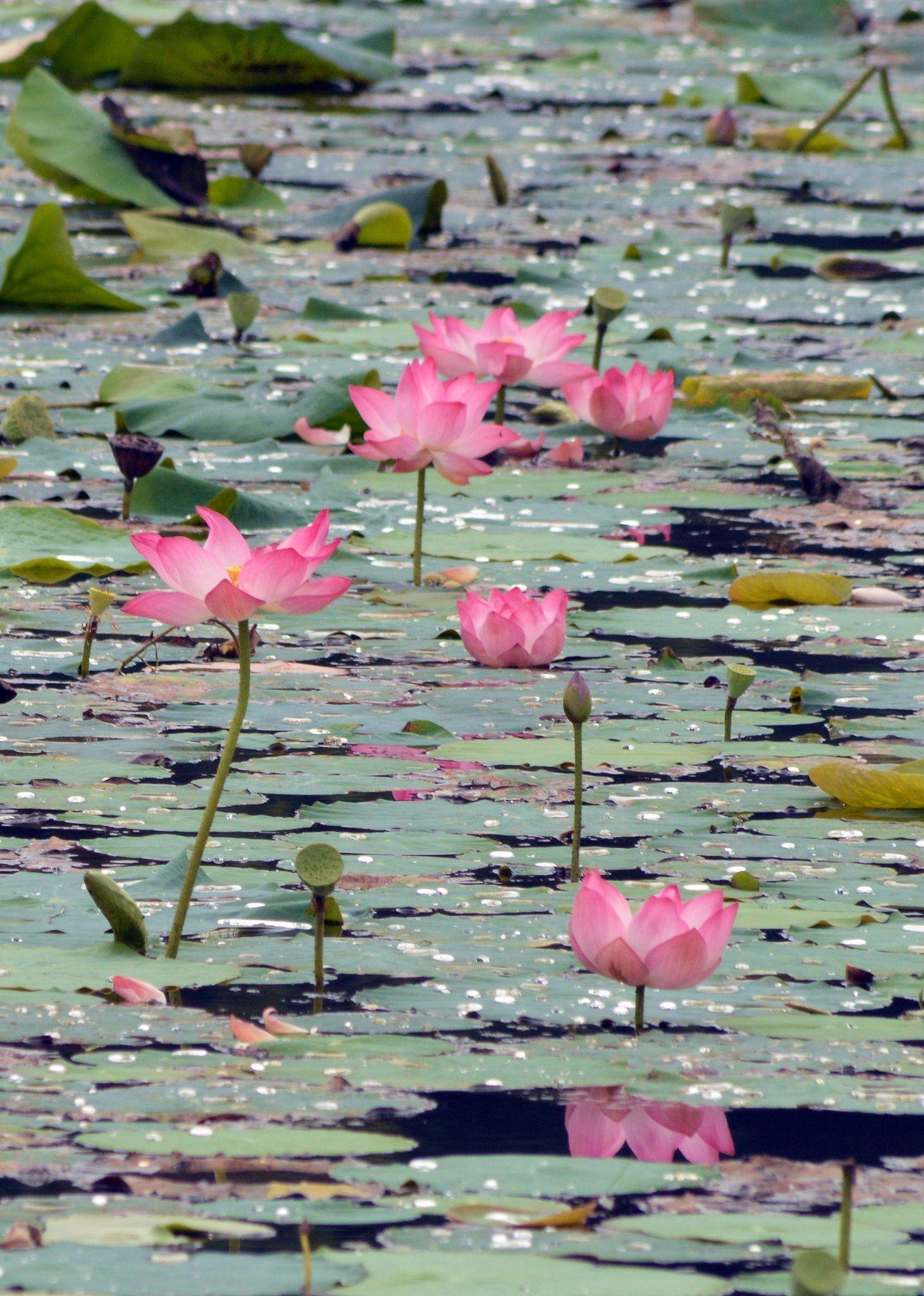 1461x2048 lotus pond. Beautiful flowers garden, Lotus pond, Water lilies
