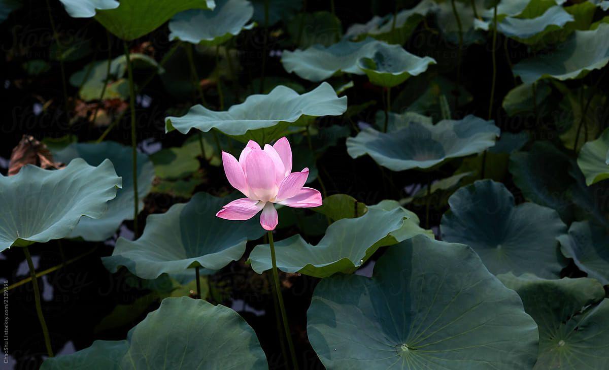 1200x729 A lonely lotus flower in the lotus pond