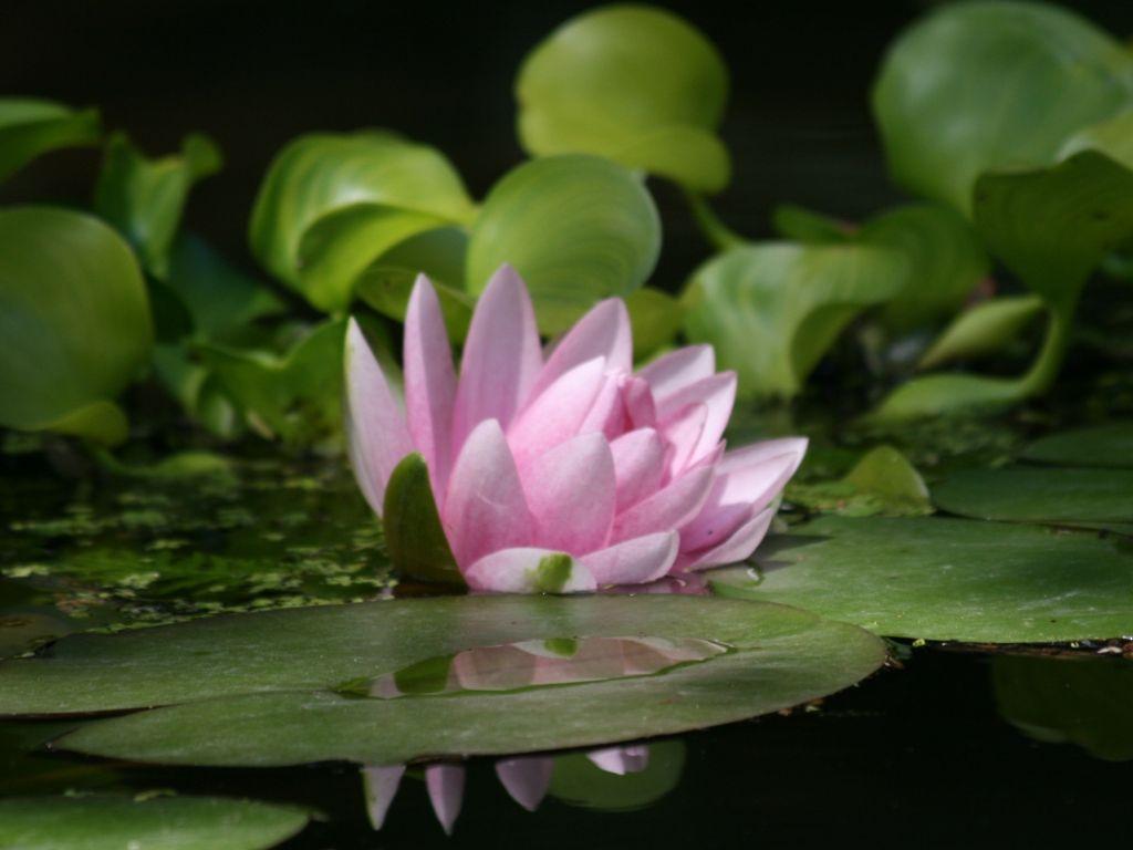 1024x768 Desktop wallpaper leaves, pink, lotus, pond, HD image, picture, background, 832f22