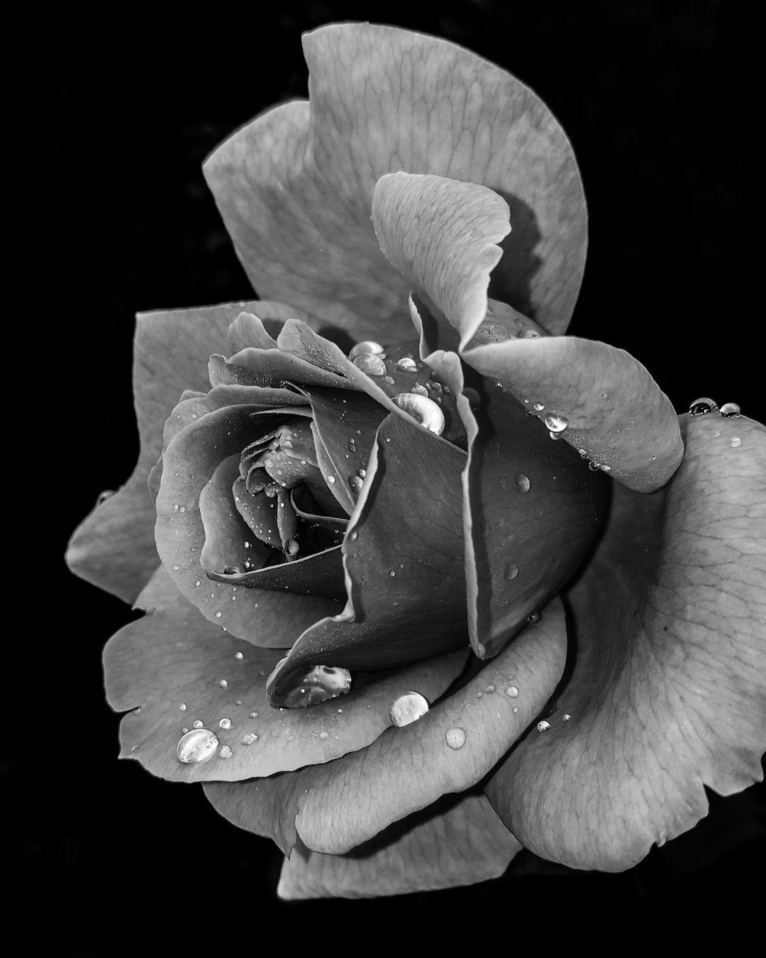 1080x1350 Black And White Flower Picture [HD]. Download Free Image