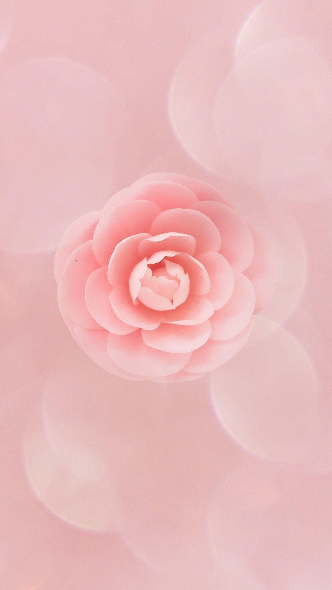 Peach and White Flower Wallpapers - Top Free Peach and White Flower