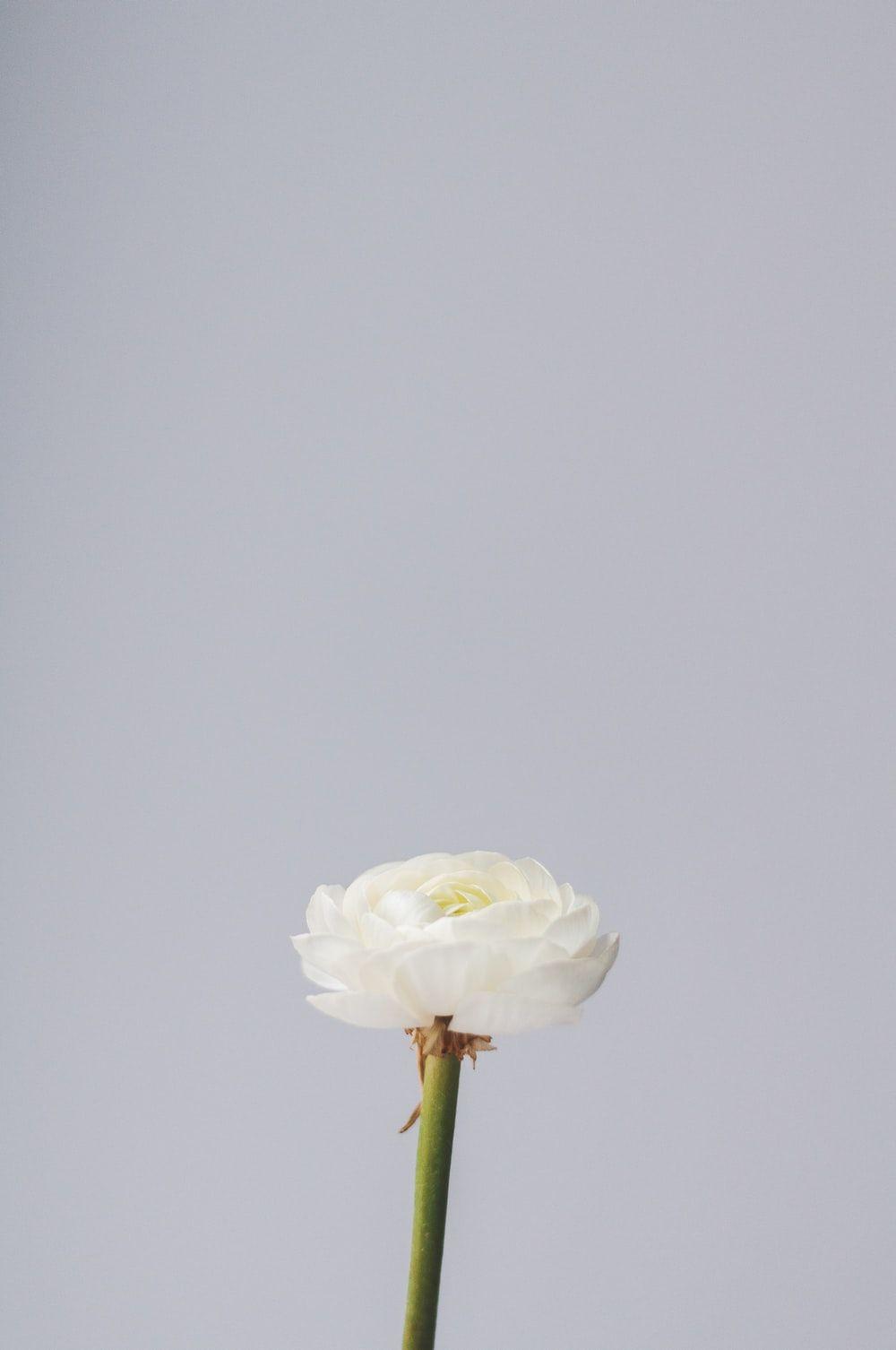 1000x1506 Single Flower Picture. Download Free Image