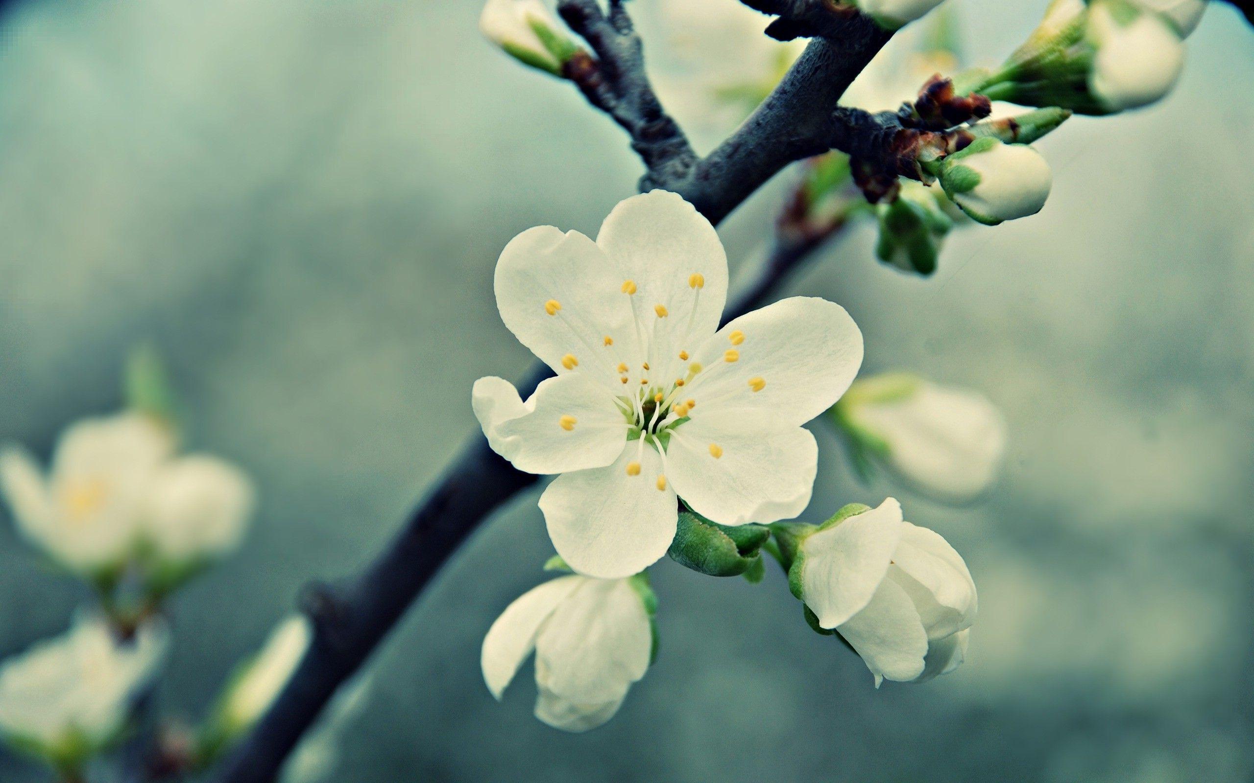 2560x1600 Free download Fantastic White Flowers wallpaper 2560x1600 22828 [2560x1600] for your Desktop, Mobile & Tablet. Explore White Flower Wallpaper. White Roses Wallpaper, Black And White Rose Wallpaper, White Roses Wallpaper for Desktop