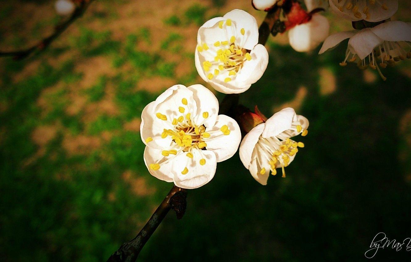 Peach and White Flower Wallpapers - Top Free Peach and White Flower