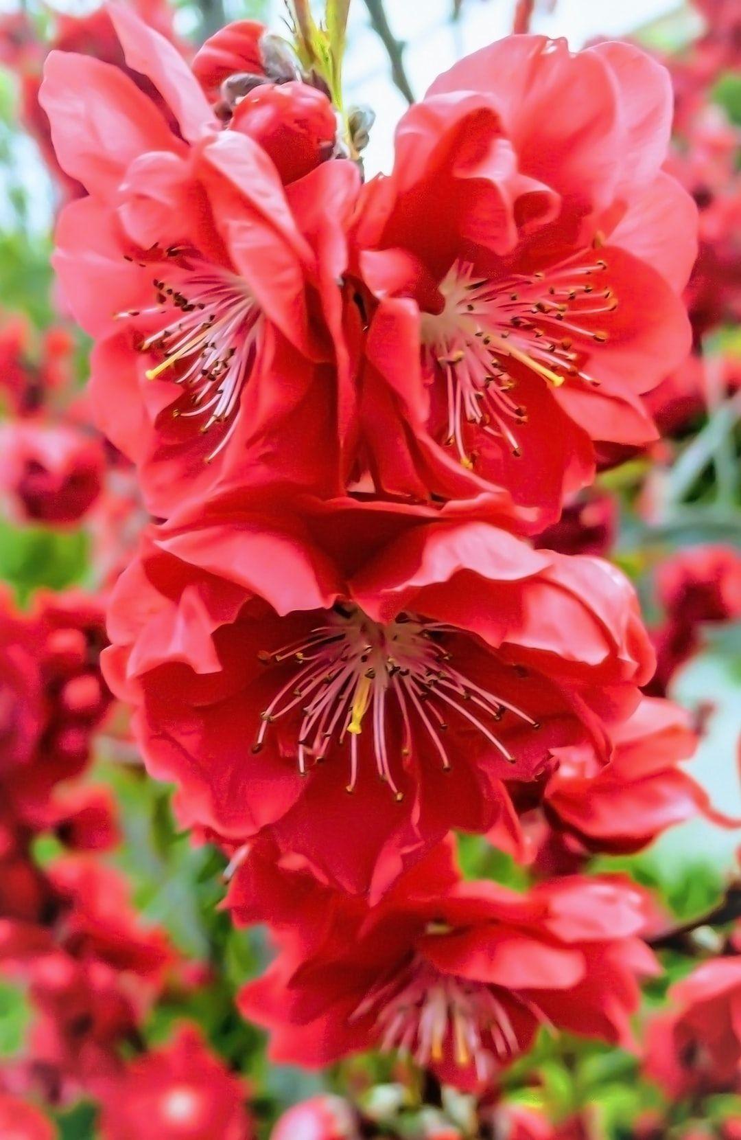 1080x1660 Peach Flower Picture. Download Free Image