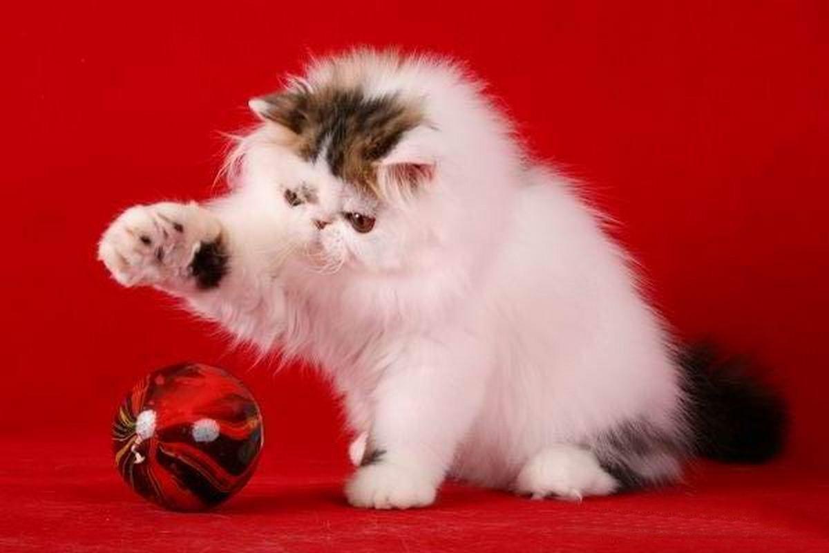 1200x800 Persian Cat Wallpaper Album on Imgur. HD Wallpaper