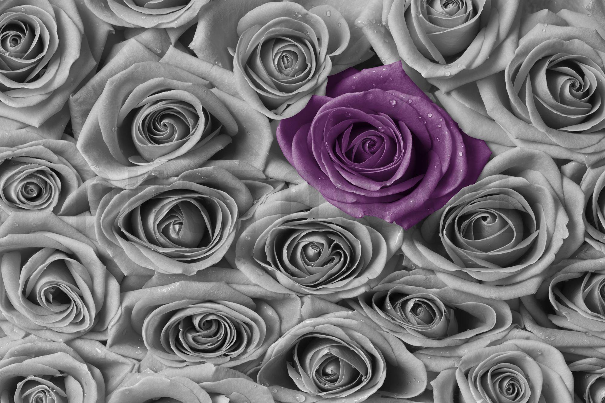 2000x1333 Purple and Grey Wallpaper