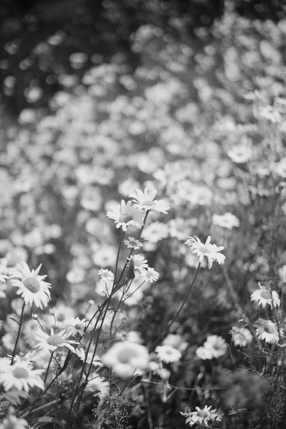 1000x1500 Daisy Picture. Download Free Image