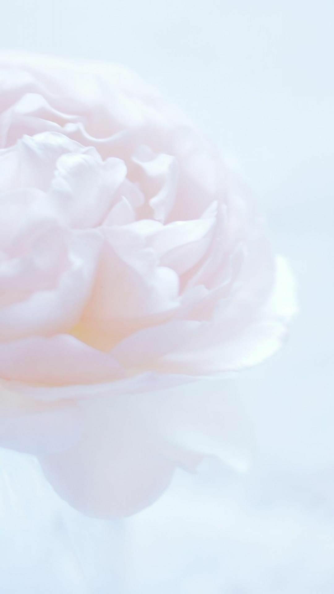 1080x1920 White flower wallpaper [DOWNLOAD FREE]