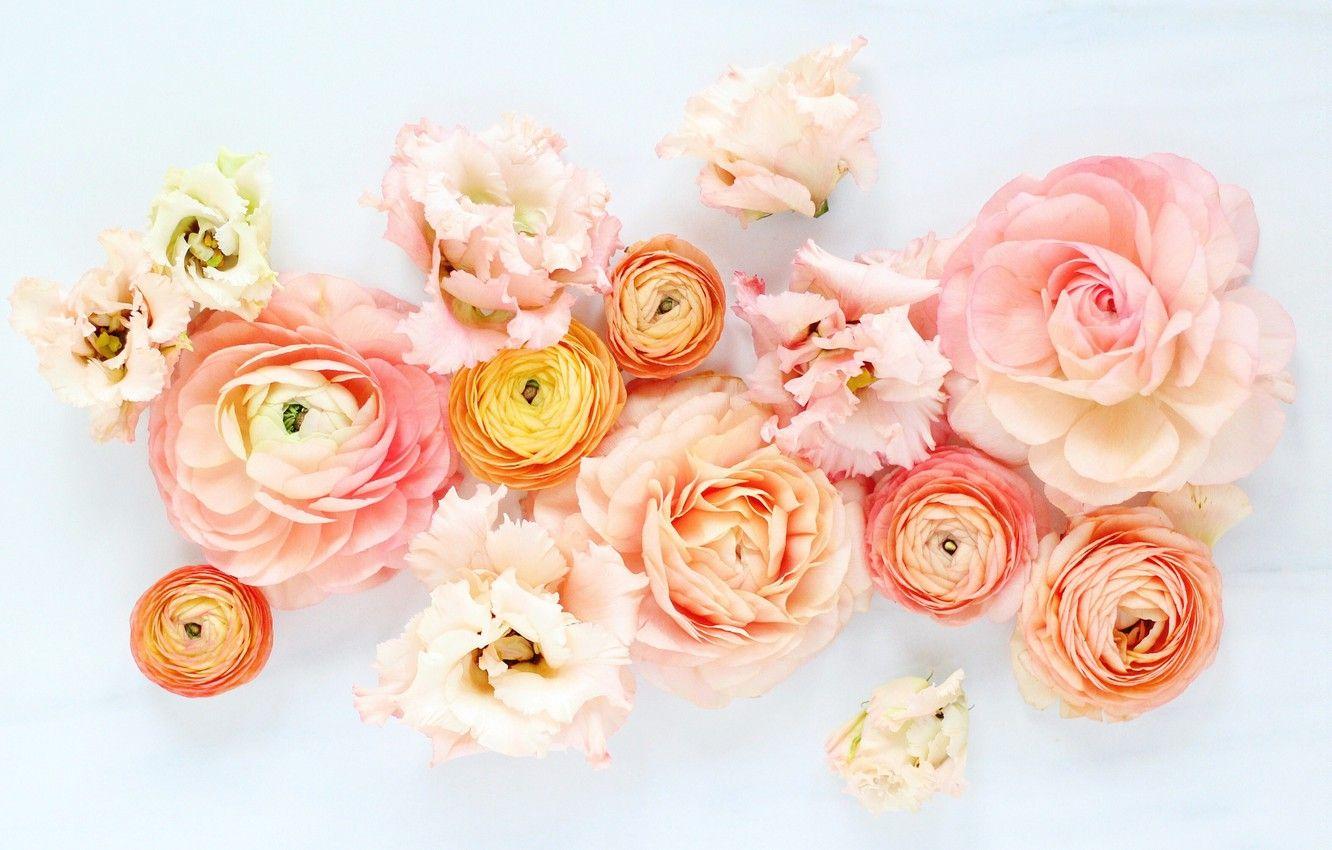 1332x850 Wallpaper white, flowers, background, Buttercup, Ranunculus, Ranunculus image for desktop, section цветы
