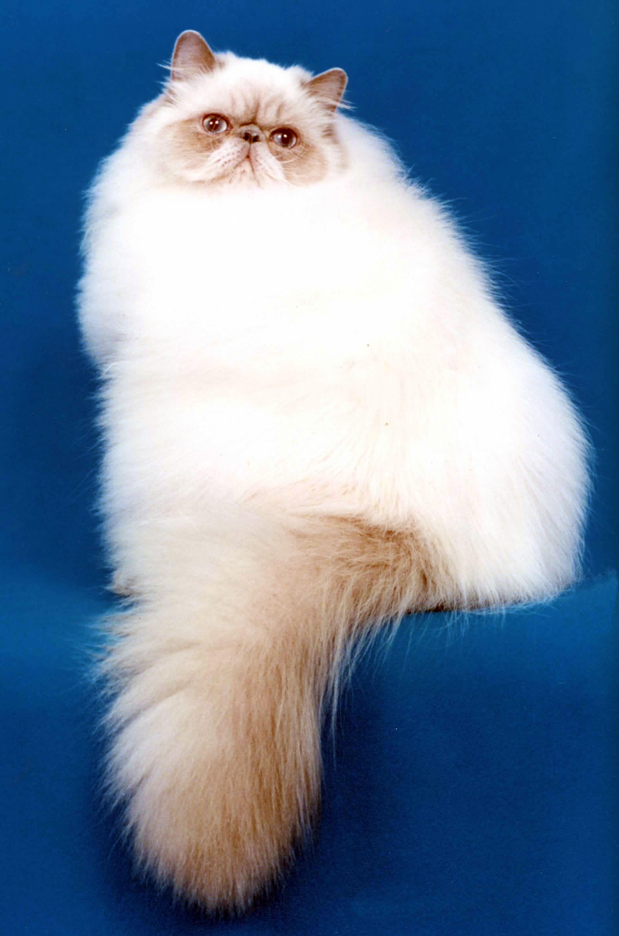 2140x3236 Cats Wallpaper Fluffy Persian Cat