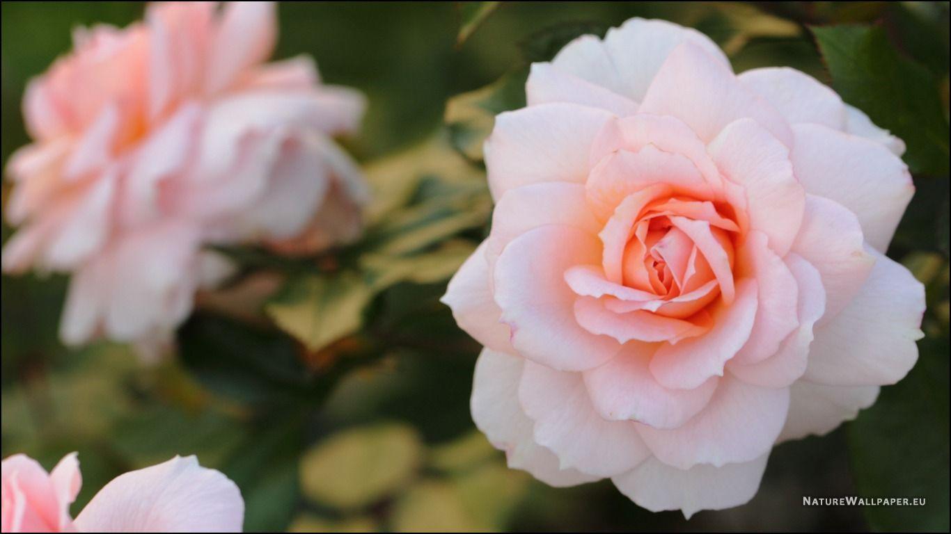 1366x768 Babes XxX: White Rose Pics & Beautiful White Flower Wallpaper