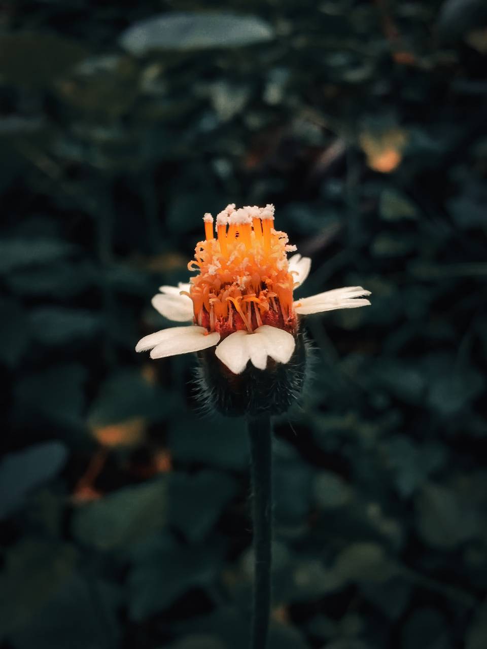 960x1280 White flower wallpaper