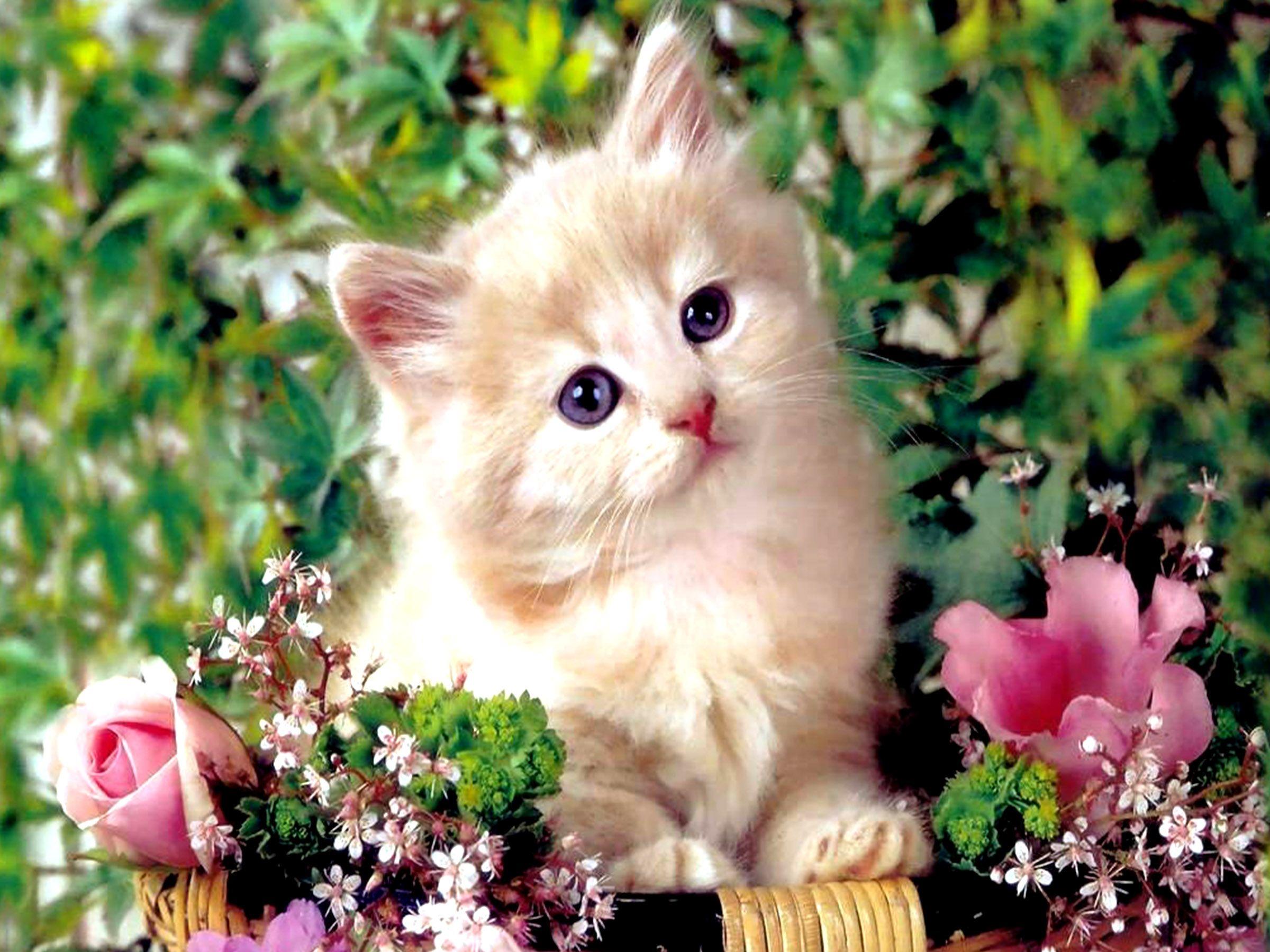 2400x1800 Persian cat HD Wallpaper and Background Image