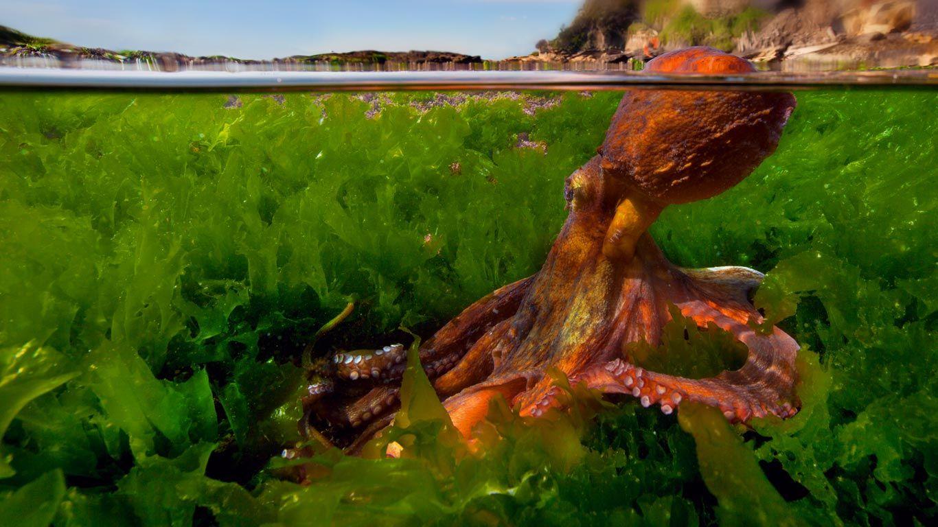 1366x768 Common octopus in the Mediterranean Sea