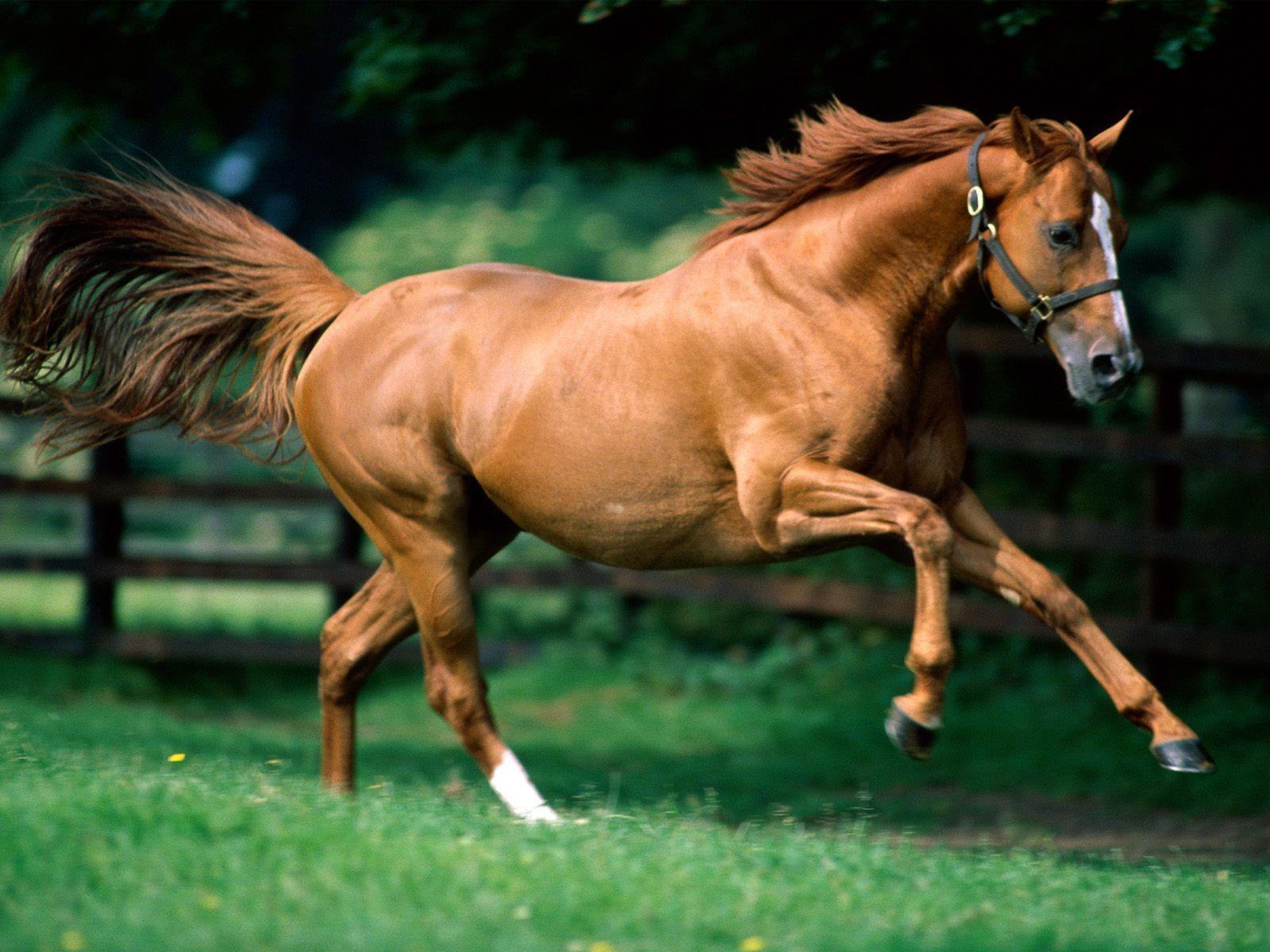 1600x1200 Quarter Horse Wallpaper