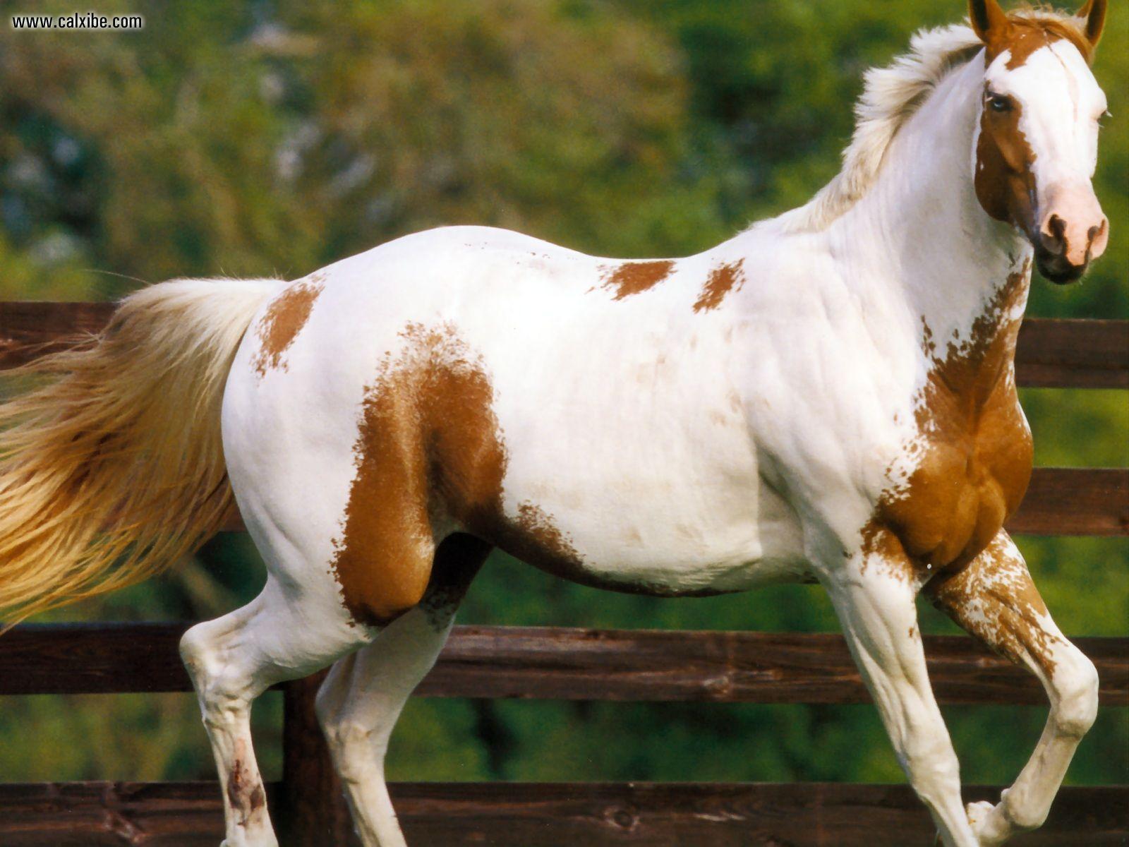 1600x1200 paint quarter horse. Quarter horse, Horse wallpaper, Horses