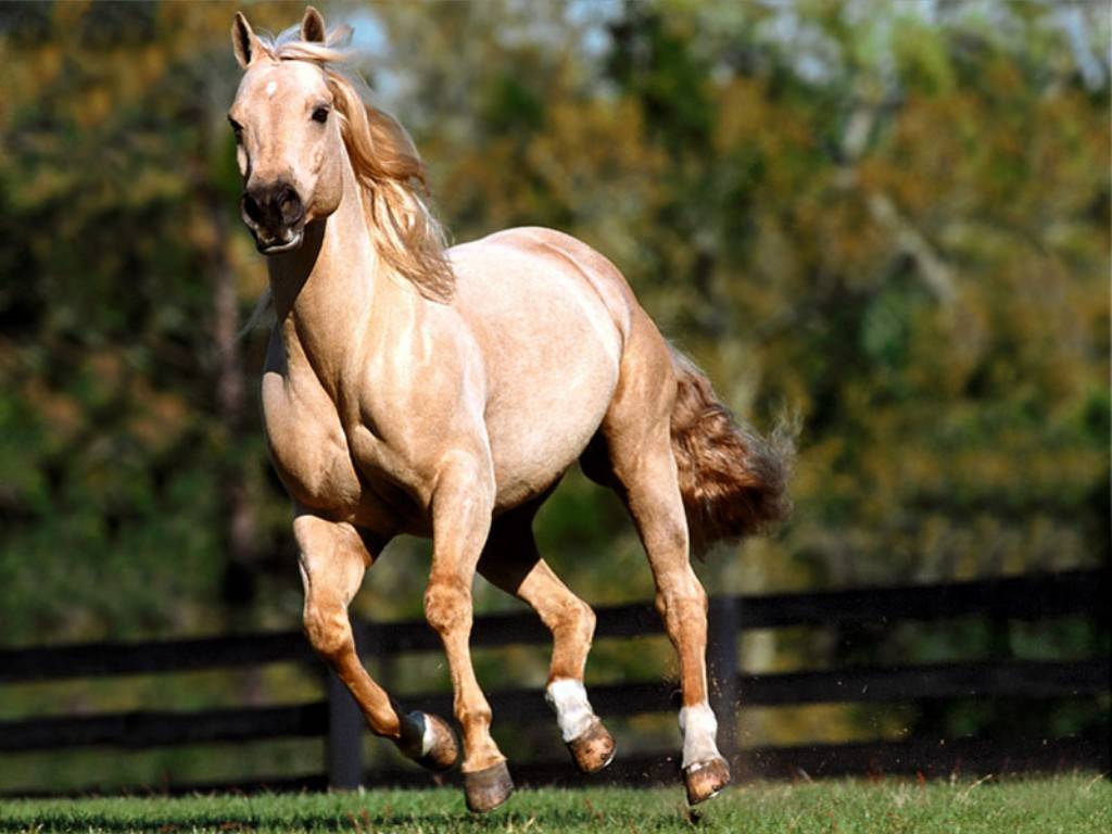 1024x768 HD white quarter horse Wallpaper Post has been published on windows wallpaper
