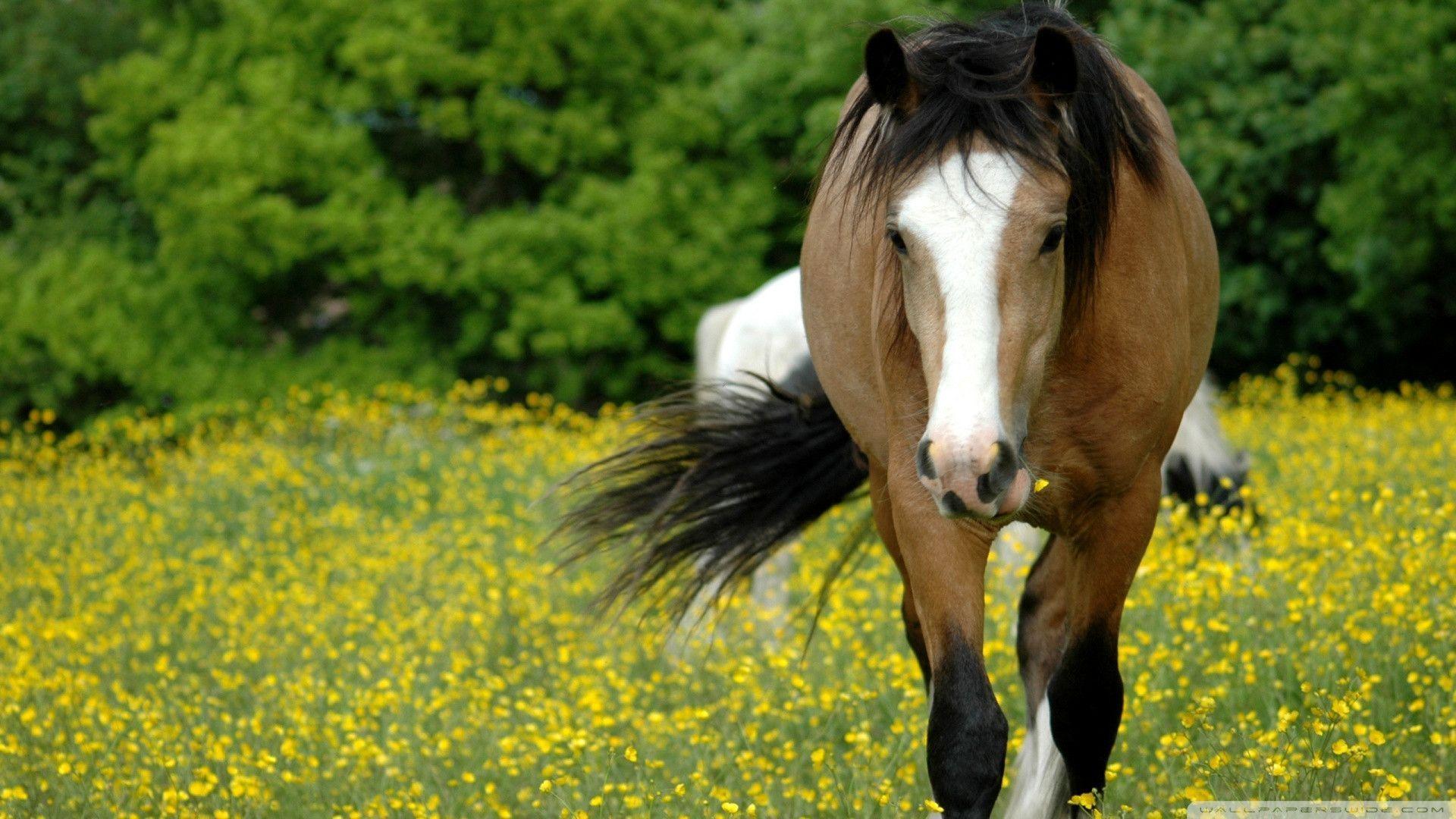 1920x1080 American Quarter Horse HD Wallpaper