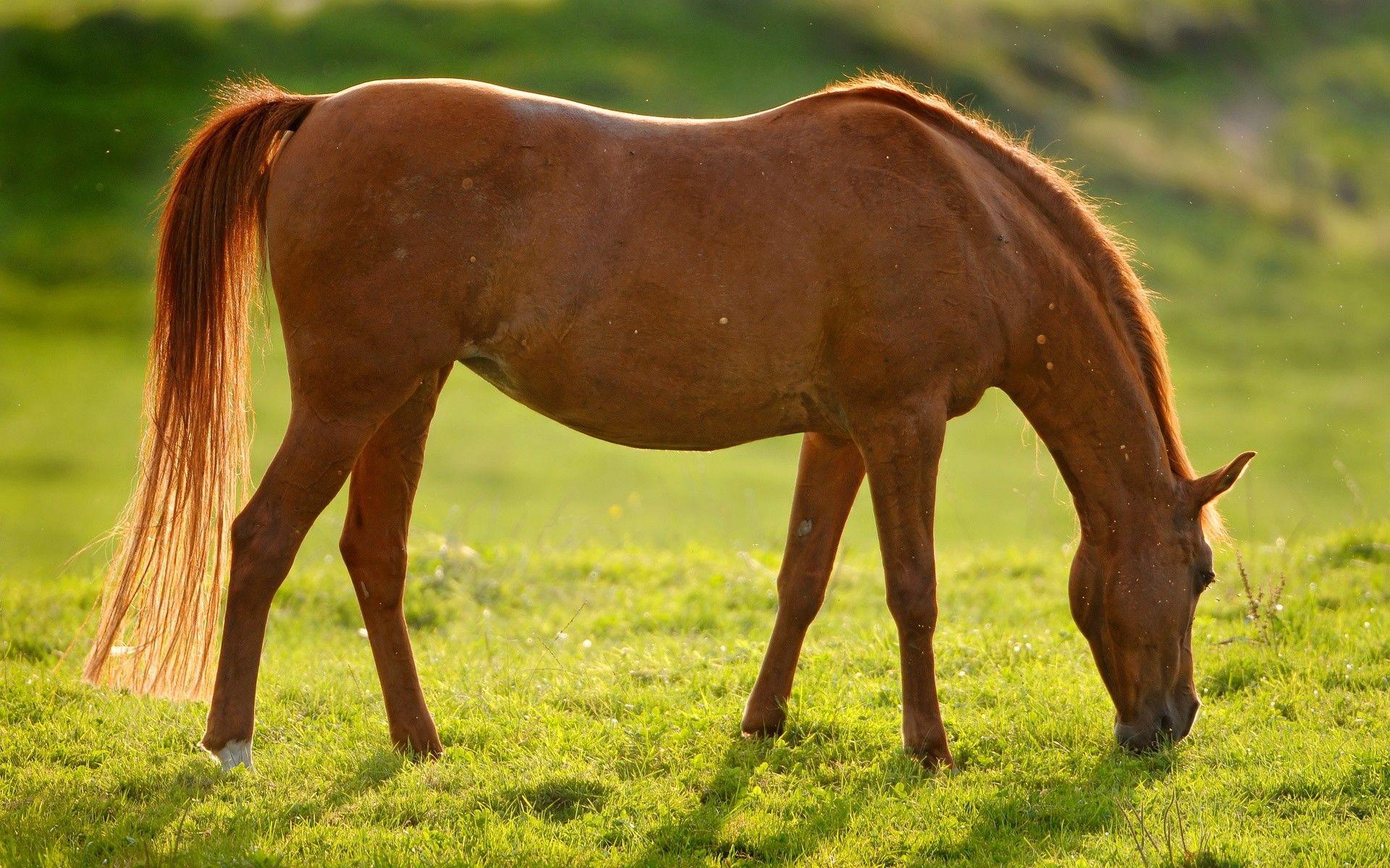 1920x1200 Amazing Horse Wallpaper New Western Horse Wallpaper For Mac