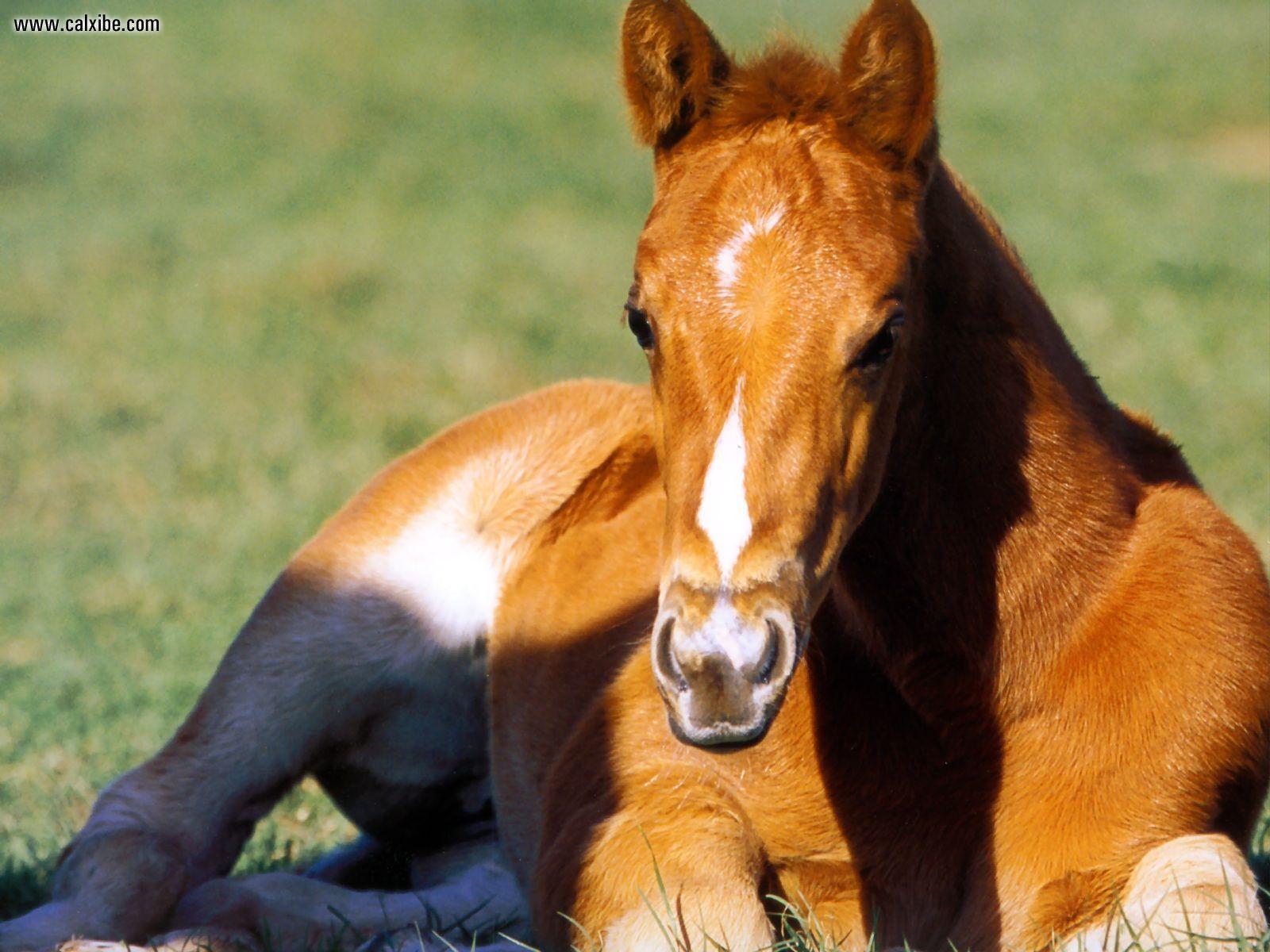 1600x1200 Quarter Horse Wallpaper HD Download