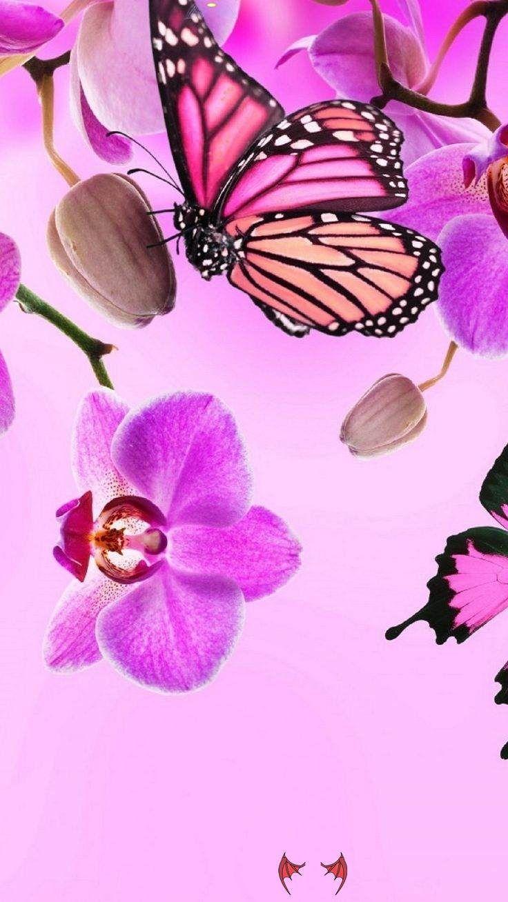 Pink Glitter Butterfly Wallpapers Top Free Pink Glitter Butterfly Backgrounds WallpaperAccess