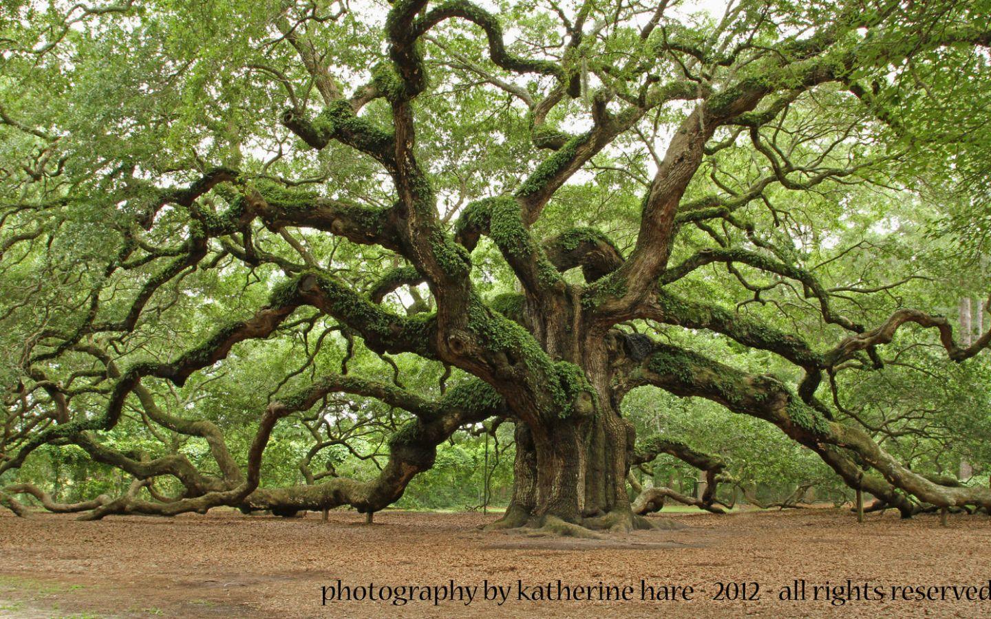 Angel Oak Tree Wallpapers - Top Free Angel Oak Tree Backgrounds ...