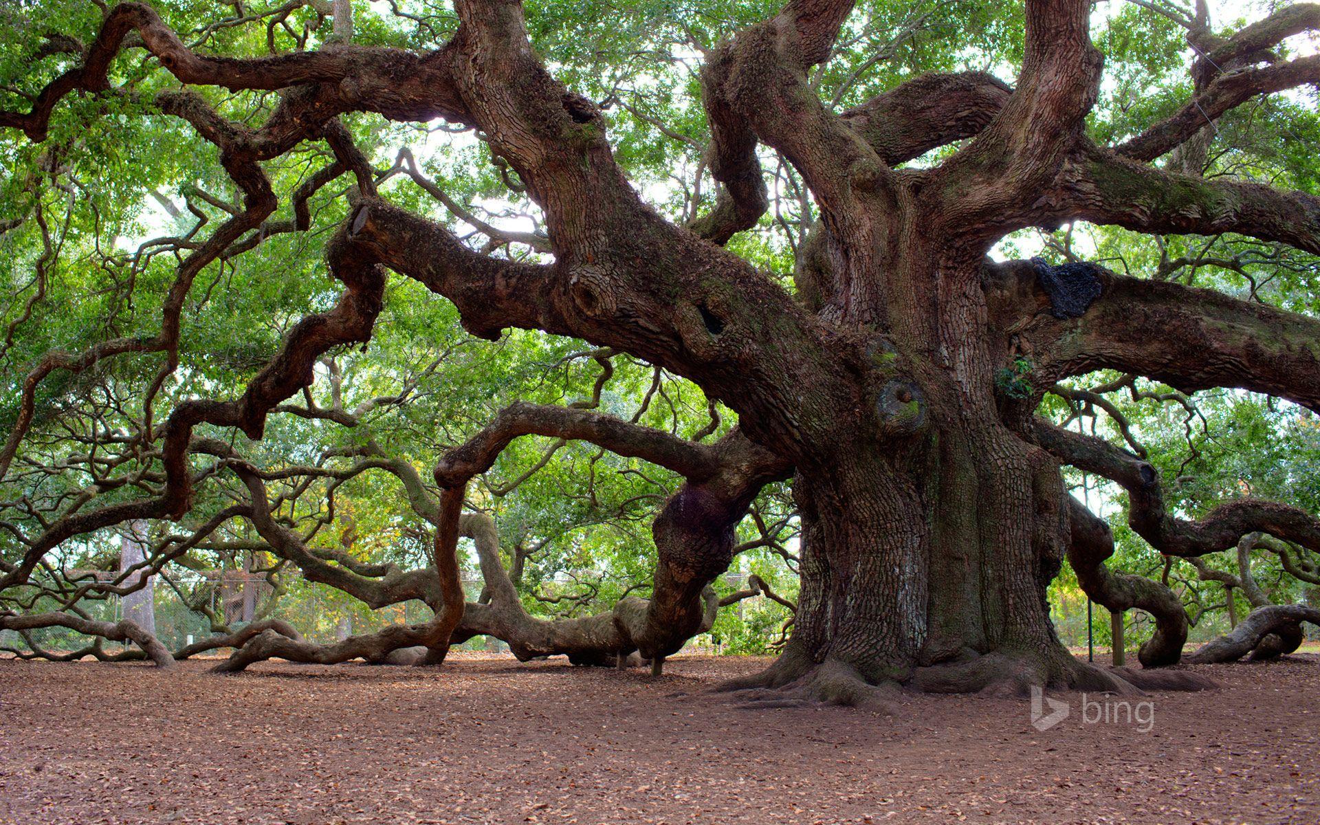 Angel Oak Tree Wallpapers - Top Free Angel Oak Tree Backgrounds