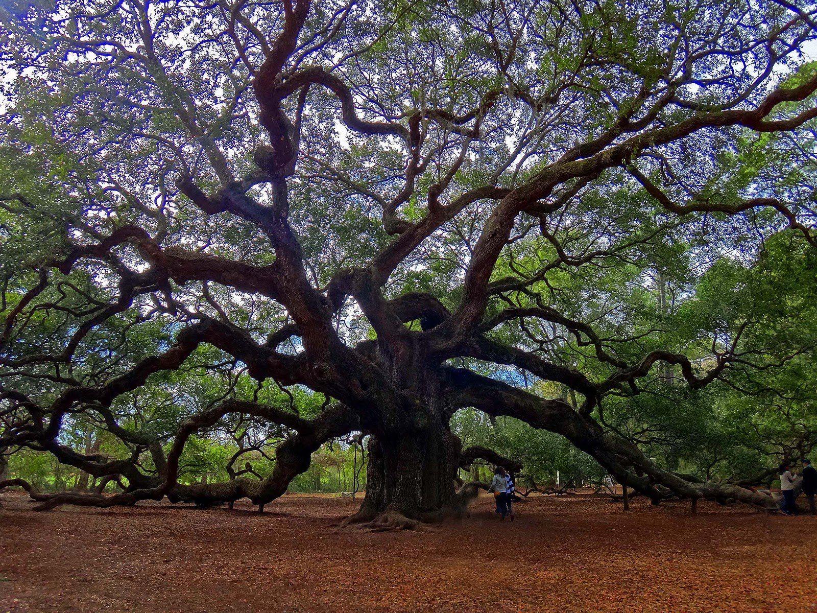 Angel Oak Tree Wallpapers - Top Free Angel Oak Tree Backgrounds