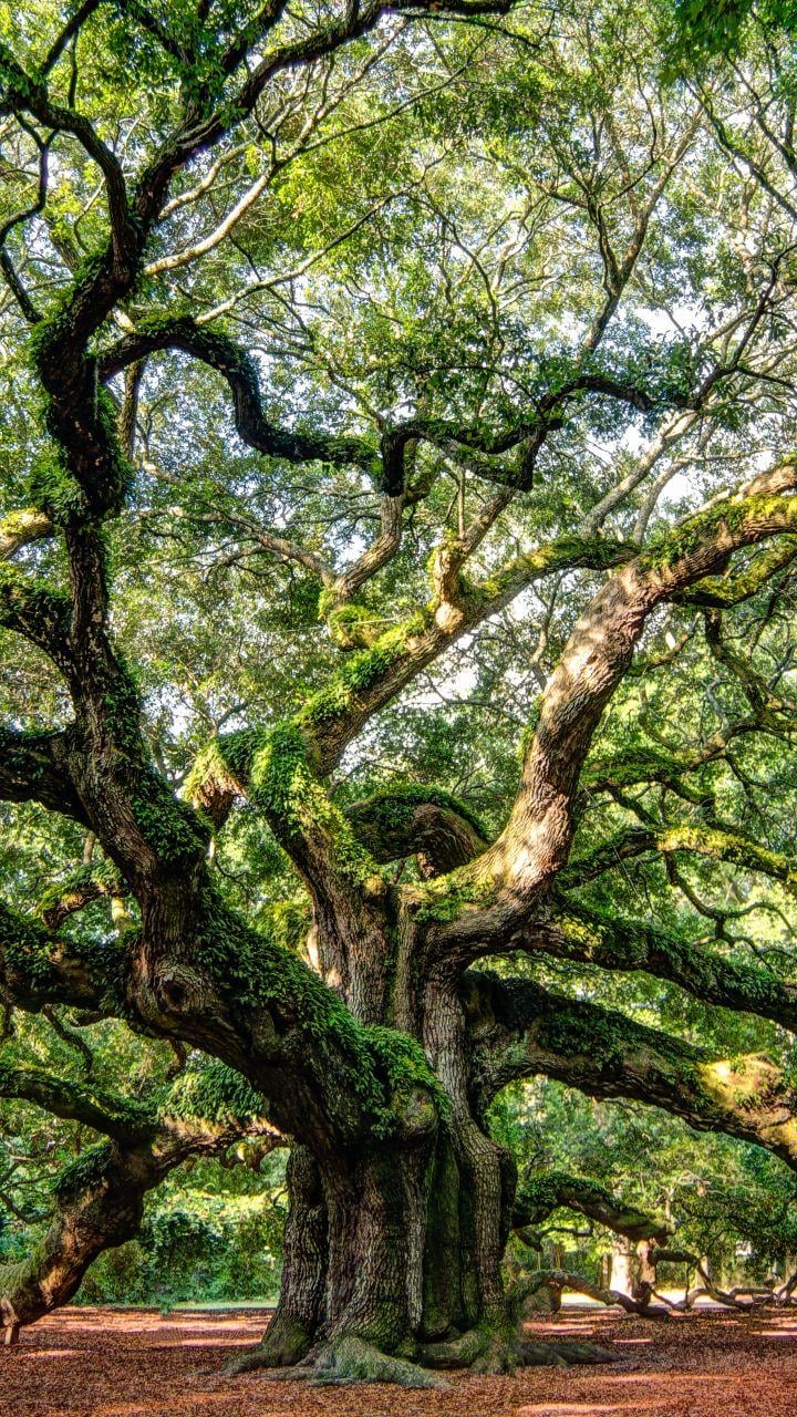 Angel Oak Tree Wallpapers - Top Free Angel Oak Tree Backgrounds