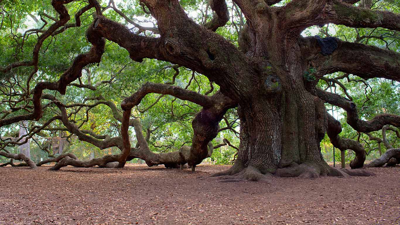Angel Oak Tree Wallpapers Top Free Angel Oak Tree Backgrounds 5010250