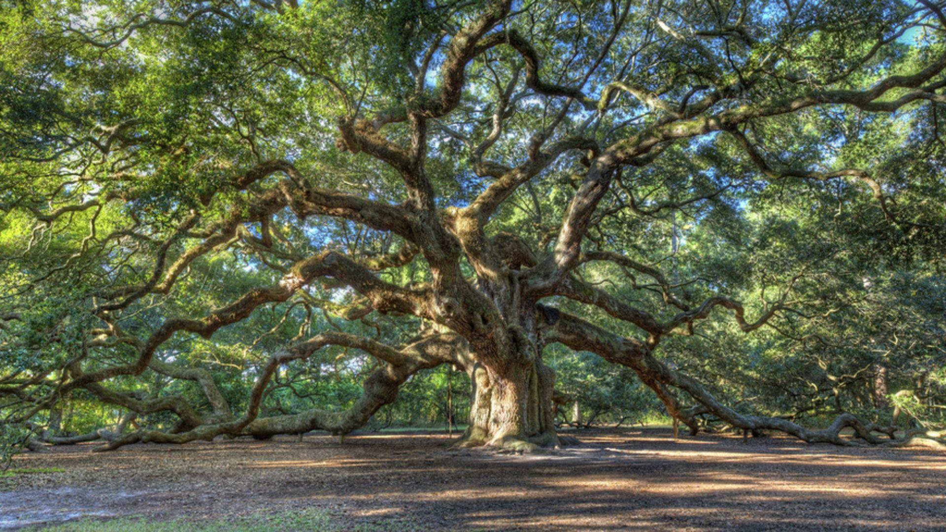 Angel Oak Tree Wallpapers Top Free Angel Oak Tree Backgrounds 5010252