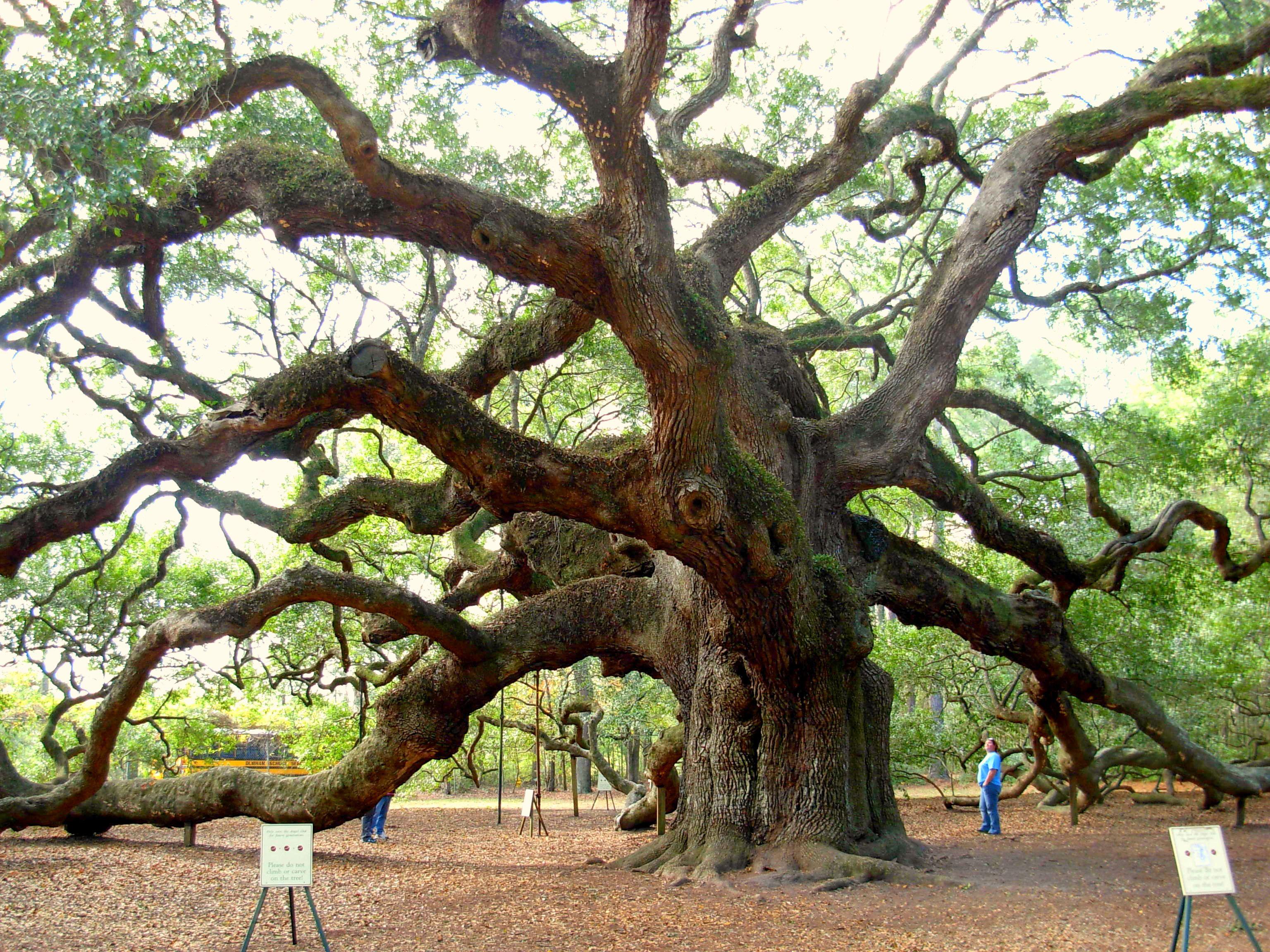 Angel Oak Tree Wallpapers - Top Free Angel Oak Tree Backgrounds