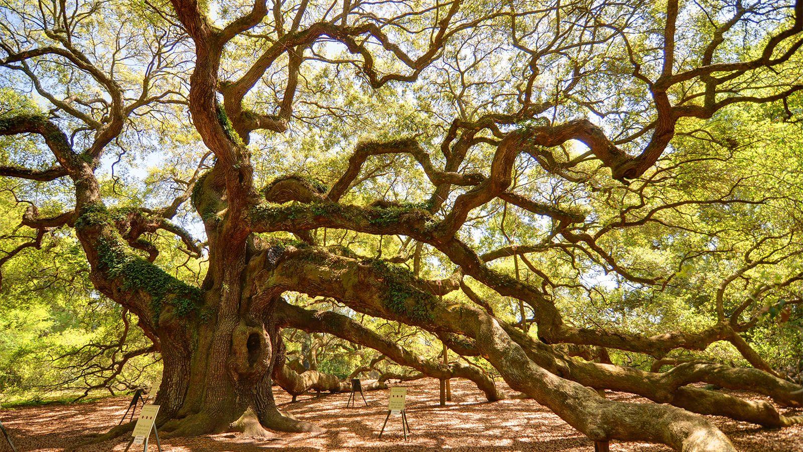 Angel Oak Tree Wallpapers Top Free Angel Oak Tree Backgrounds 5010259