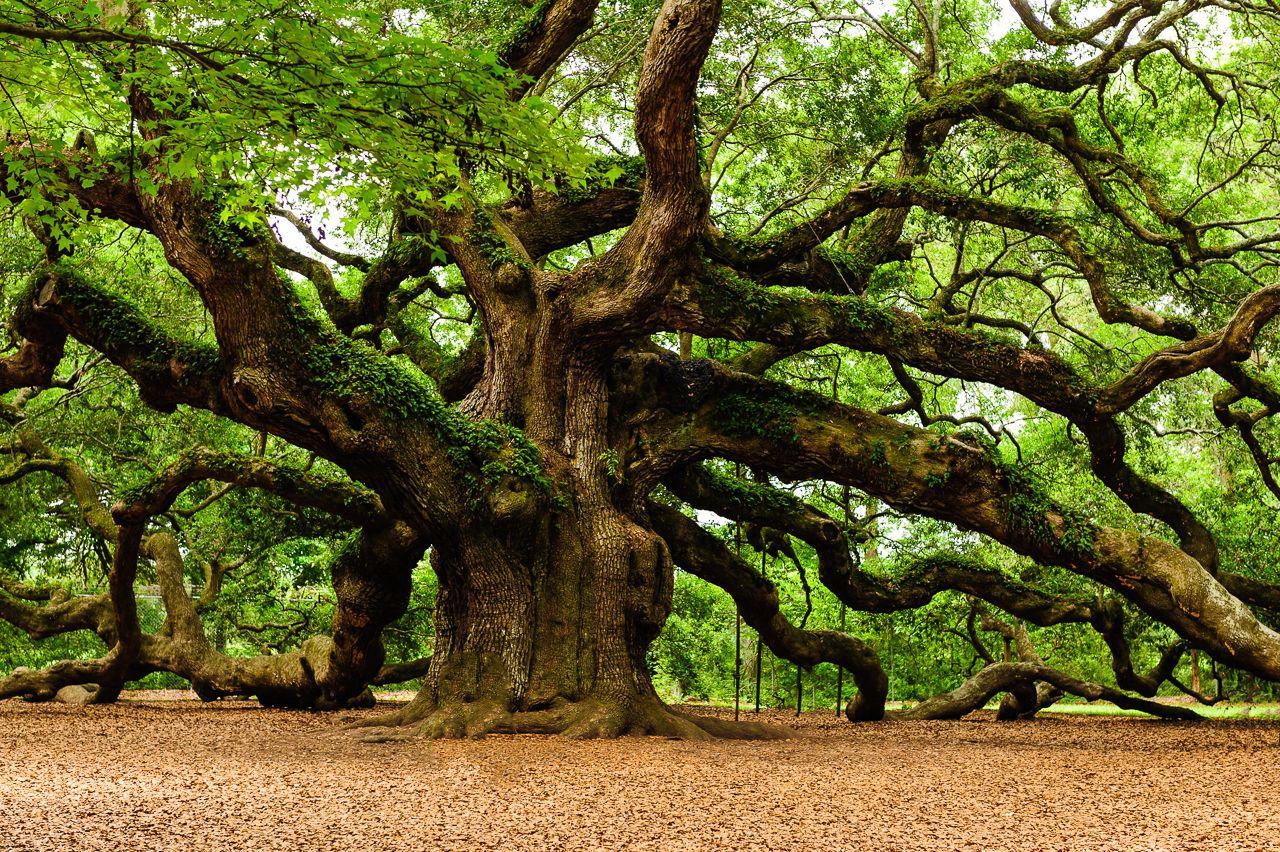 Angel Oak Tree Wallpapers - Top Free Angel Oak Tree Backgrounds ...