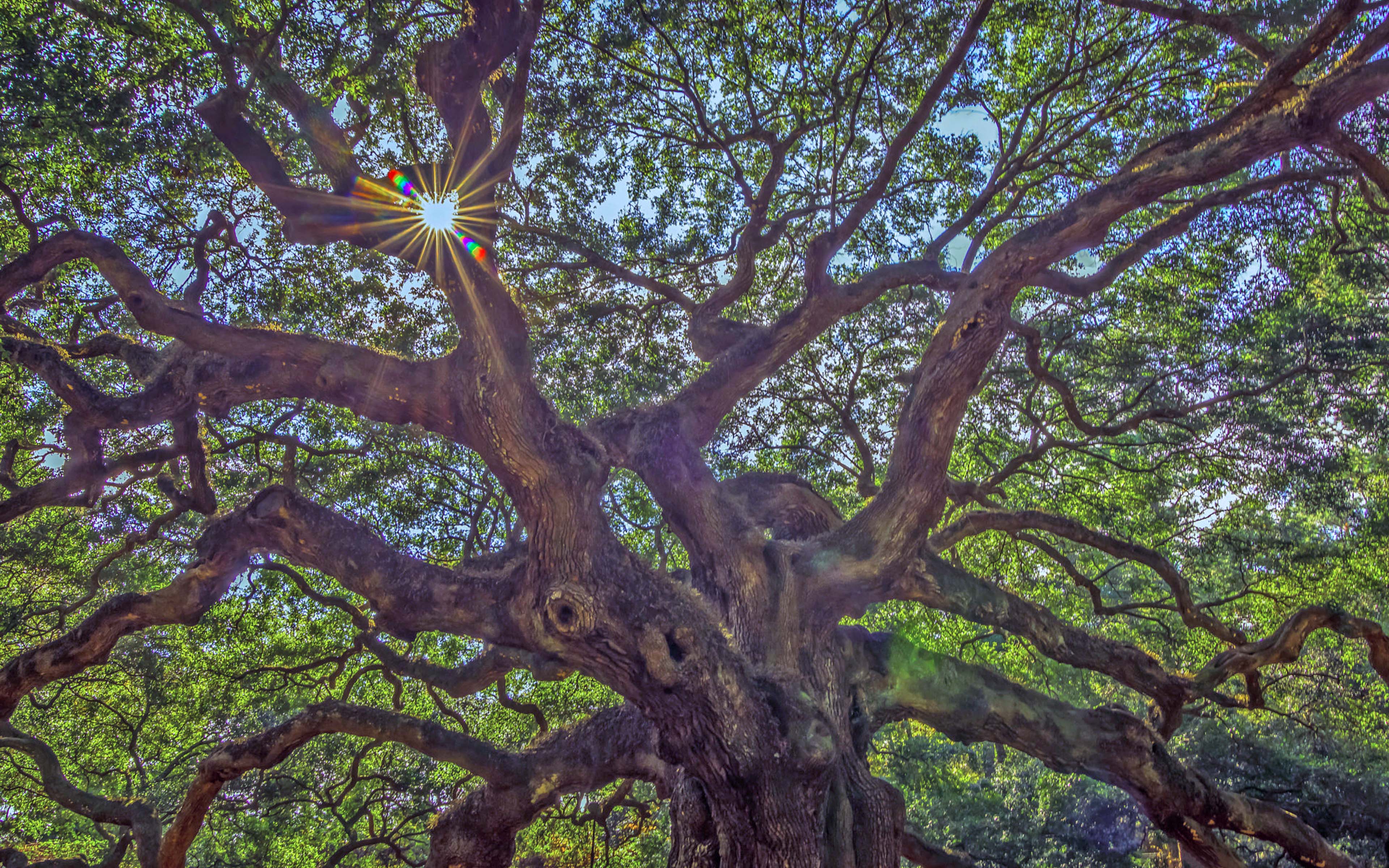 Angel Oak Tree Wallpapers Top Free Angel Oak Tree Backgrounds 5010263