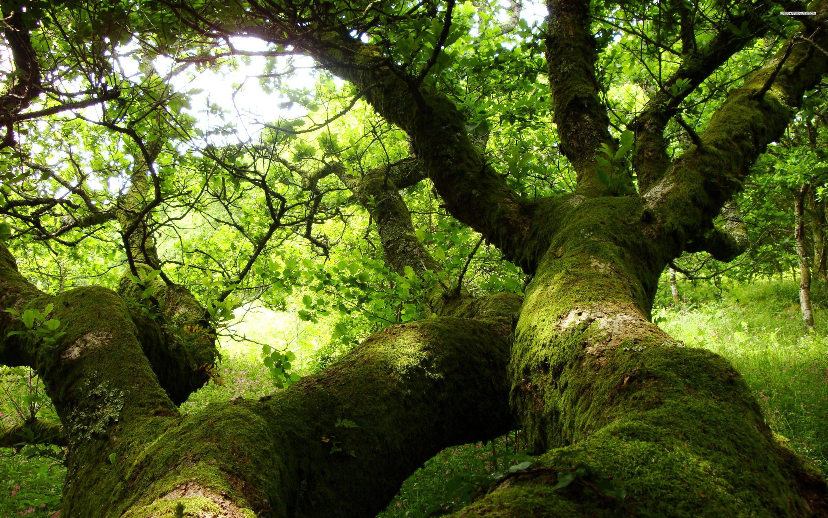 2880x1800 Oak Tree Wallpaper 4k Wallpaper & Background Download