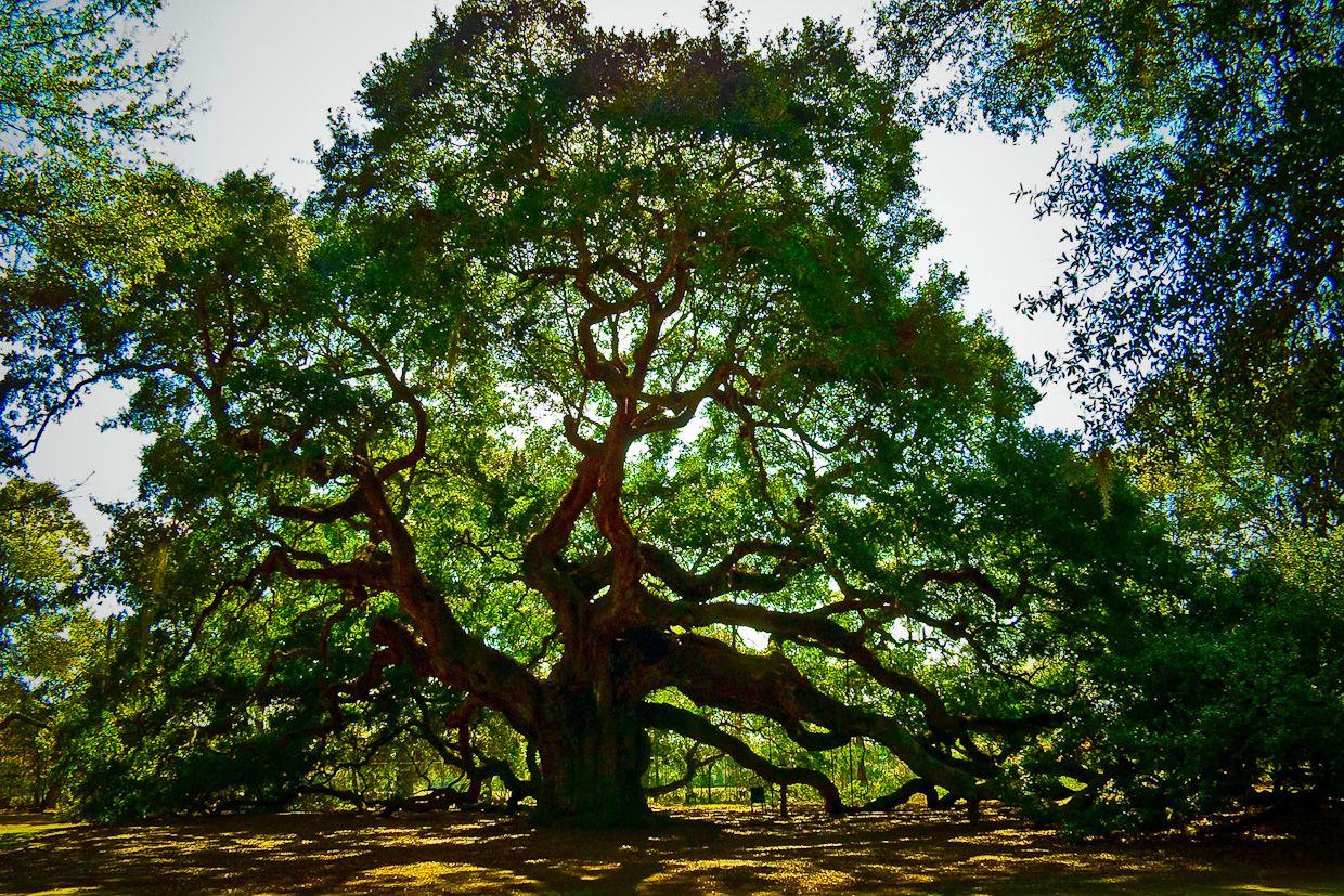Angel Oak Tree Wallpapers - Top Free Angel Oak Tree Backgrounds