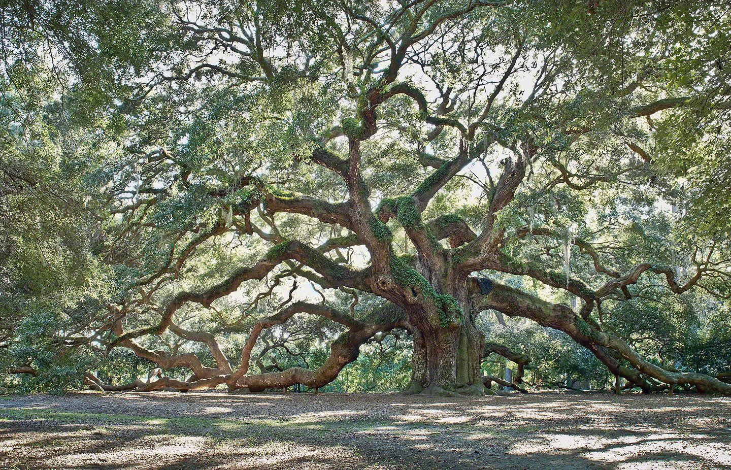 Angel Oak Tree Wallpapers - Top Free Angel Oak Tree Backgrounds ...